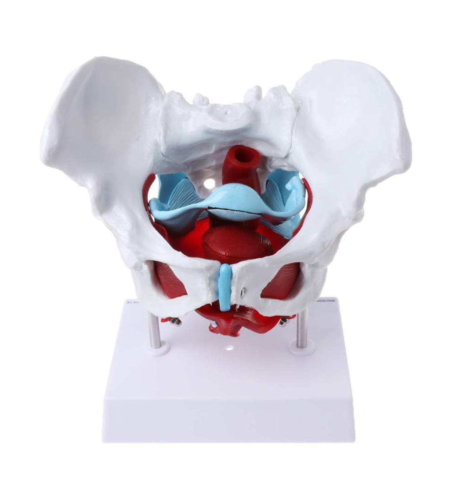 Women's Female Model with Pelvic Floor Muscle Model Natural Laboratory Size - Buy Online on SooperMarket.com