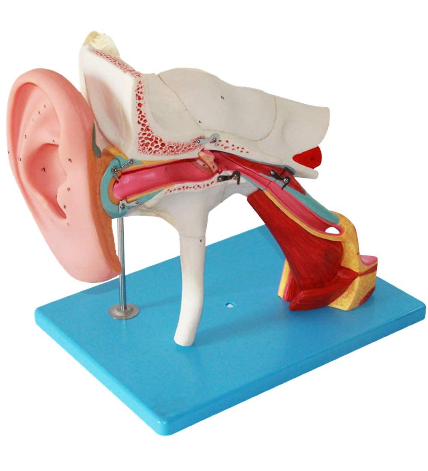 Ear Anatomy Model Human Medical Ear Inner Ear Medium Ear earpted with Enlarged Ear Texture - Buy Online on SooperMarket.com