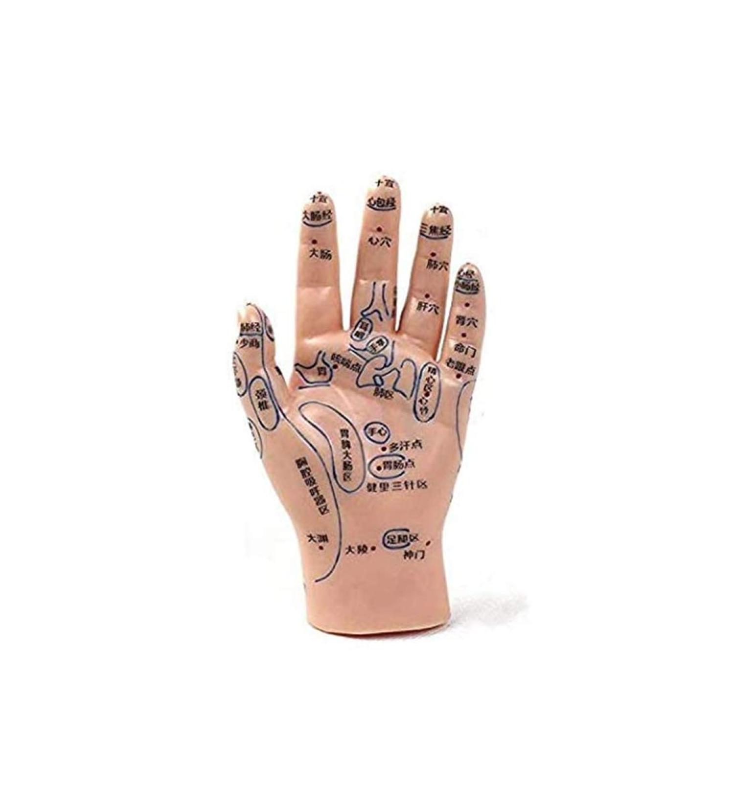 1 Pair of Human Human Body Hand Template PVC Model Chinese Hand Reflex Area Reflexology - Buy Online on SooperMarket.com