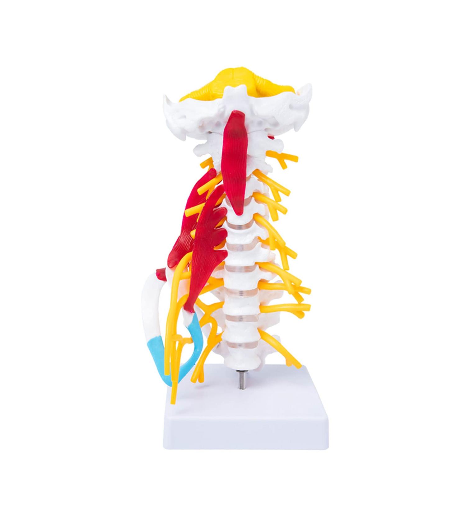 Human Cervical Spine Model Body Model Learning Props Cervical Spine Muscle and Nerve Anatomy Spine Bone Model - Buy Online on SooperMarket.com