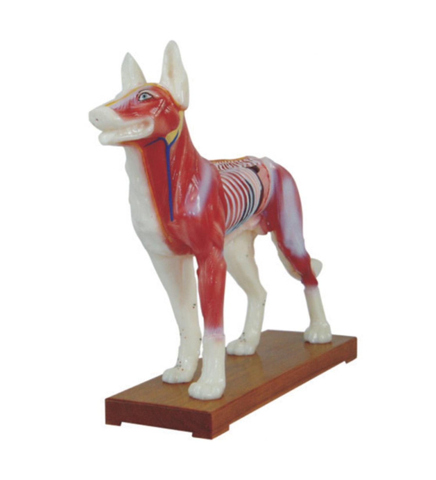 66Fit Dog Acupuncture Model - Essential Pressure Points for Veterinarians | International Shipping Available - Buy Online on SooperMarket.com