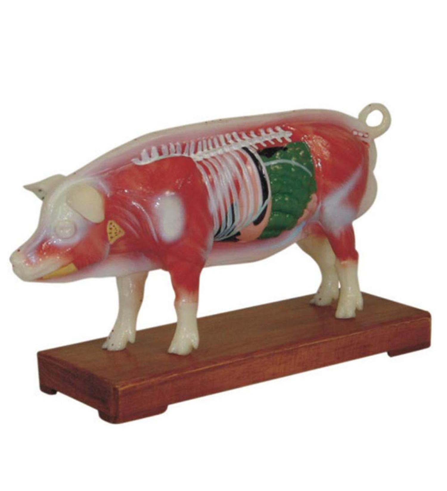 Acupuncture Pig Model Veterinary Acupuncture Animal Anatomy Model Medical Training Aid - Buy Online on SooperMarket.com