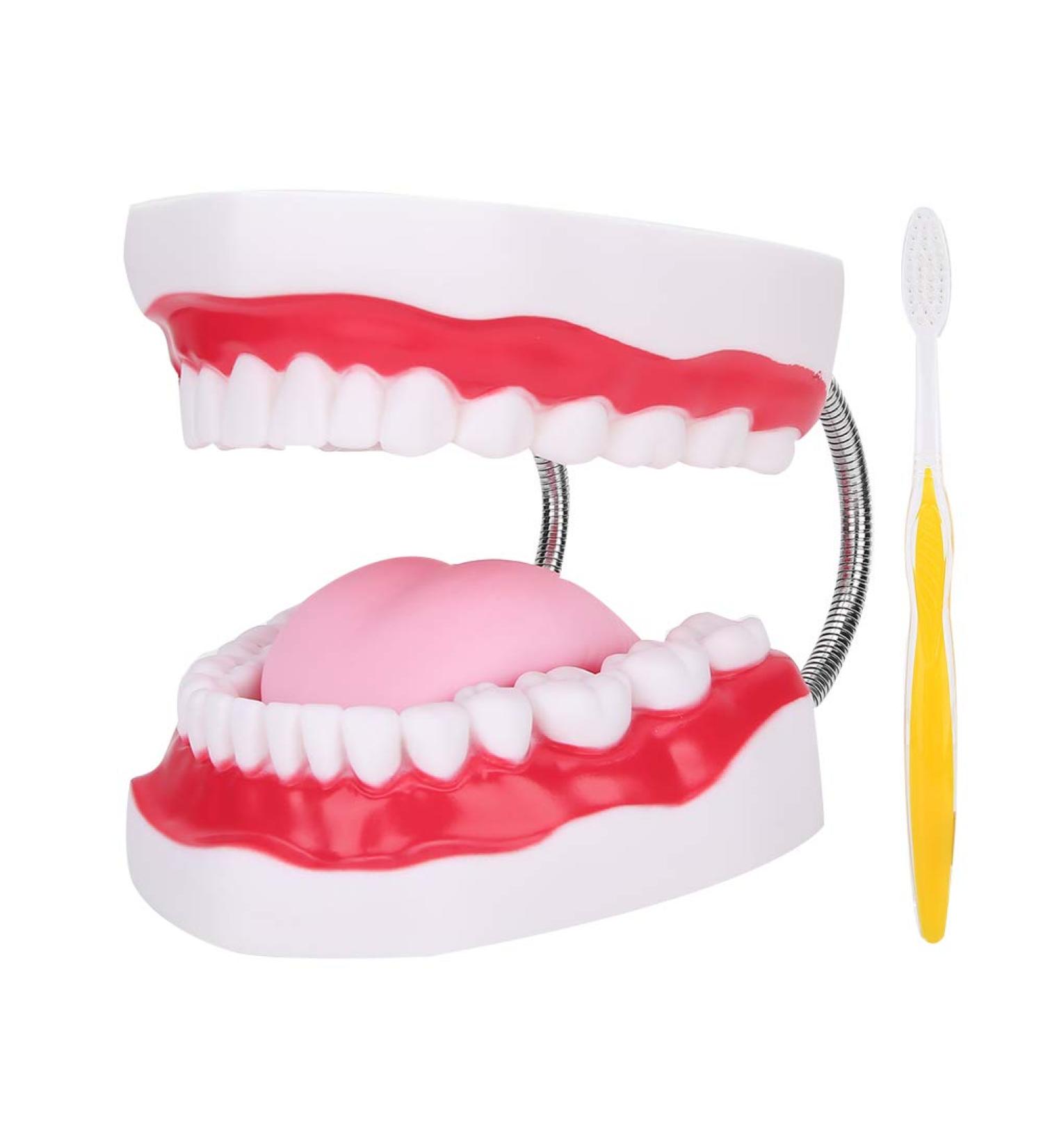 Portable Dental Model for Kids - Lifelike Teeth Brushing Demonstration & Educational Teaching Material - Buy Online on SooperMarket.com