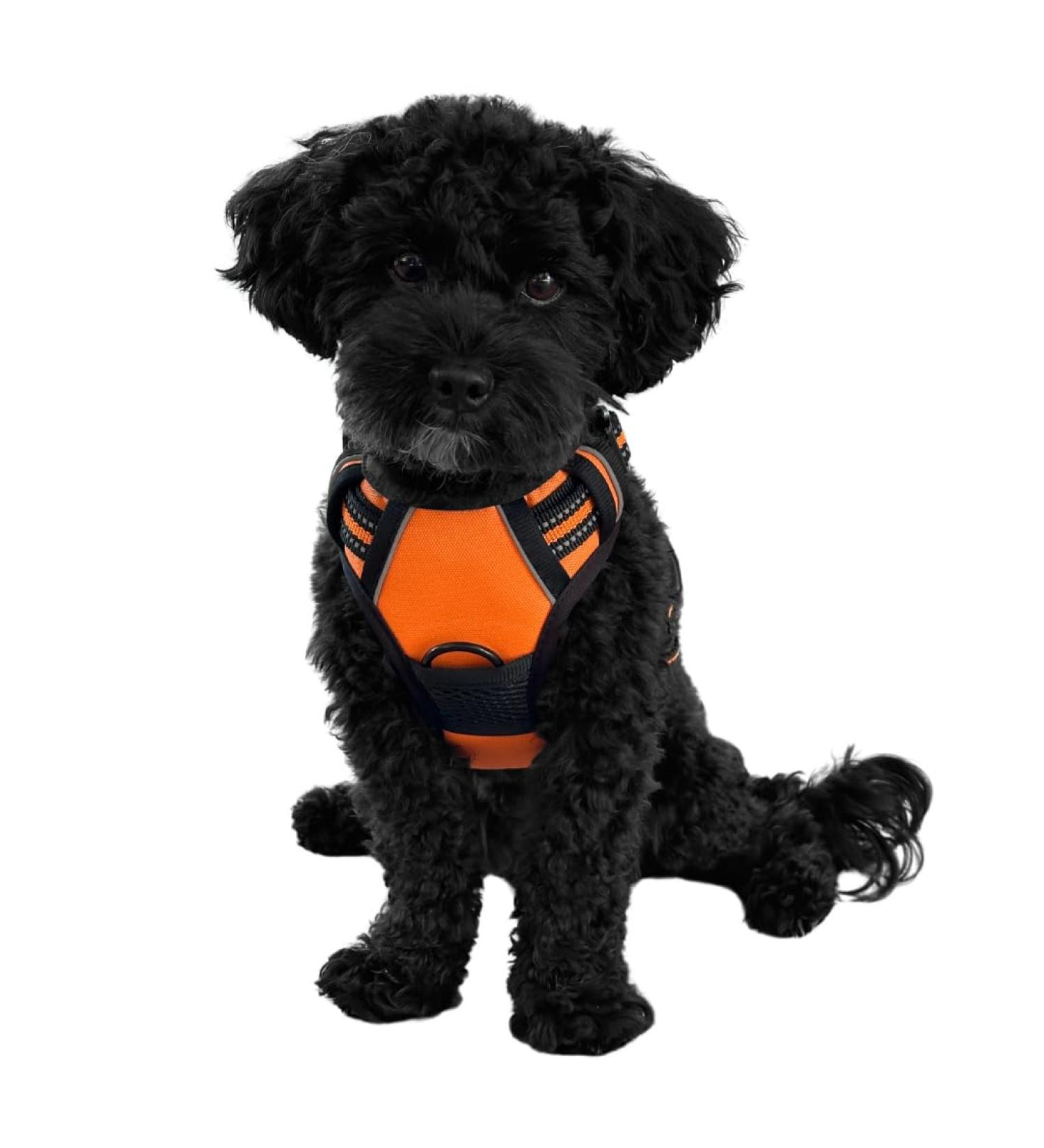 Reflective Dog Harness for Small & Medium Dogs - Nylon Anti-Train Breathable Mesh Ideal for Puppy Training - Orange Size S - Buy Online on SooperMarket.com
