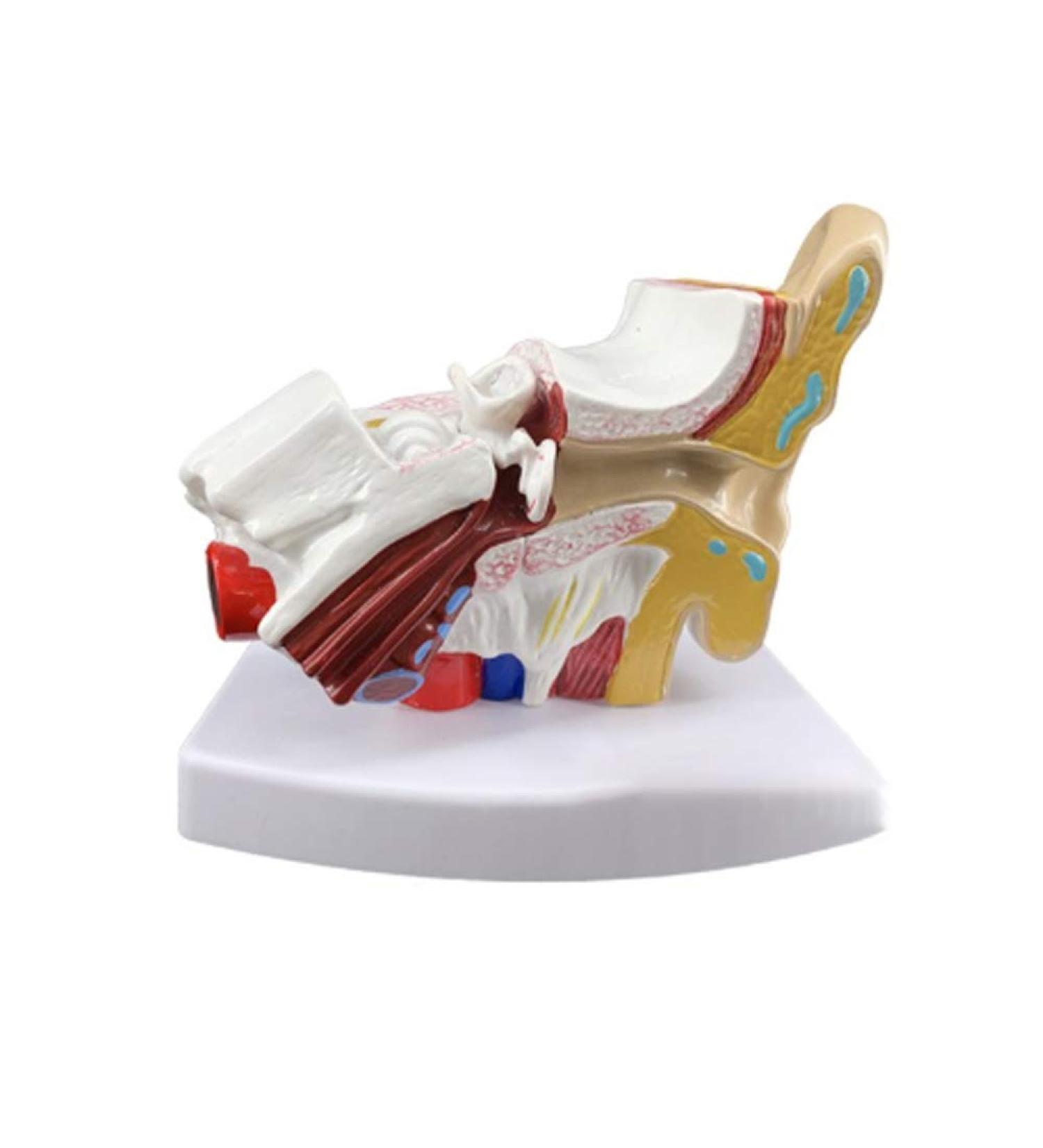 Anatomy Ear Model Human Anatomical Ear Joint Simulation Model (Outdoor Medium Inner Ear) 1.5-fold Size Body Hearing System Description - Buy Online on SooperMarket.com