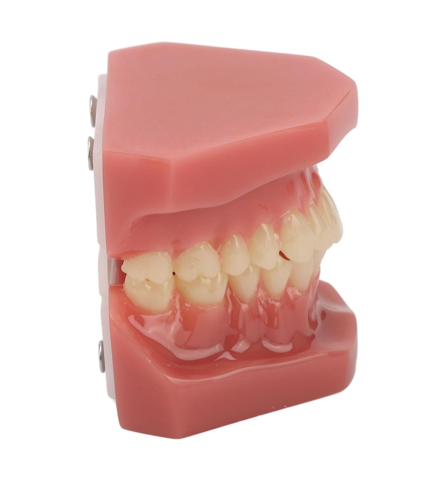 Teeth Demonstration Model - Orthodontic Mouth Training Reusable 28 Tooth Simulation for Dental Professionals & Hospitals - Buy Online on SooperMarket.com