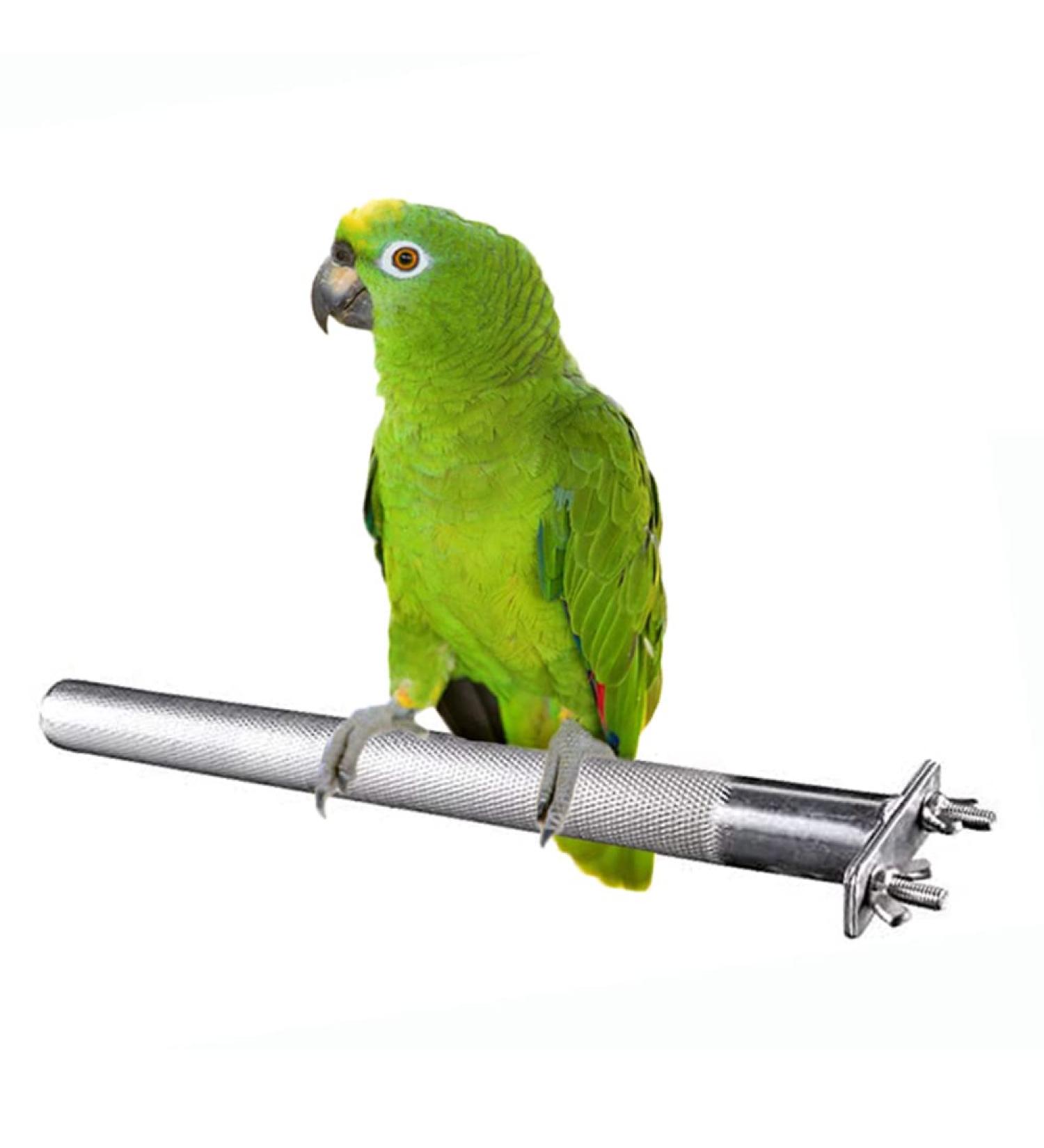 Litewood Stainless Steel Bird Perch Stand Cage Shelf for Parakeet Cockatiel Conure African Grey Macaw - 11.79x0.98inch - Buy Online on SooperMarket.com