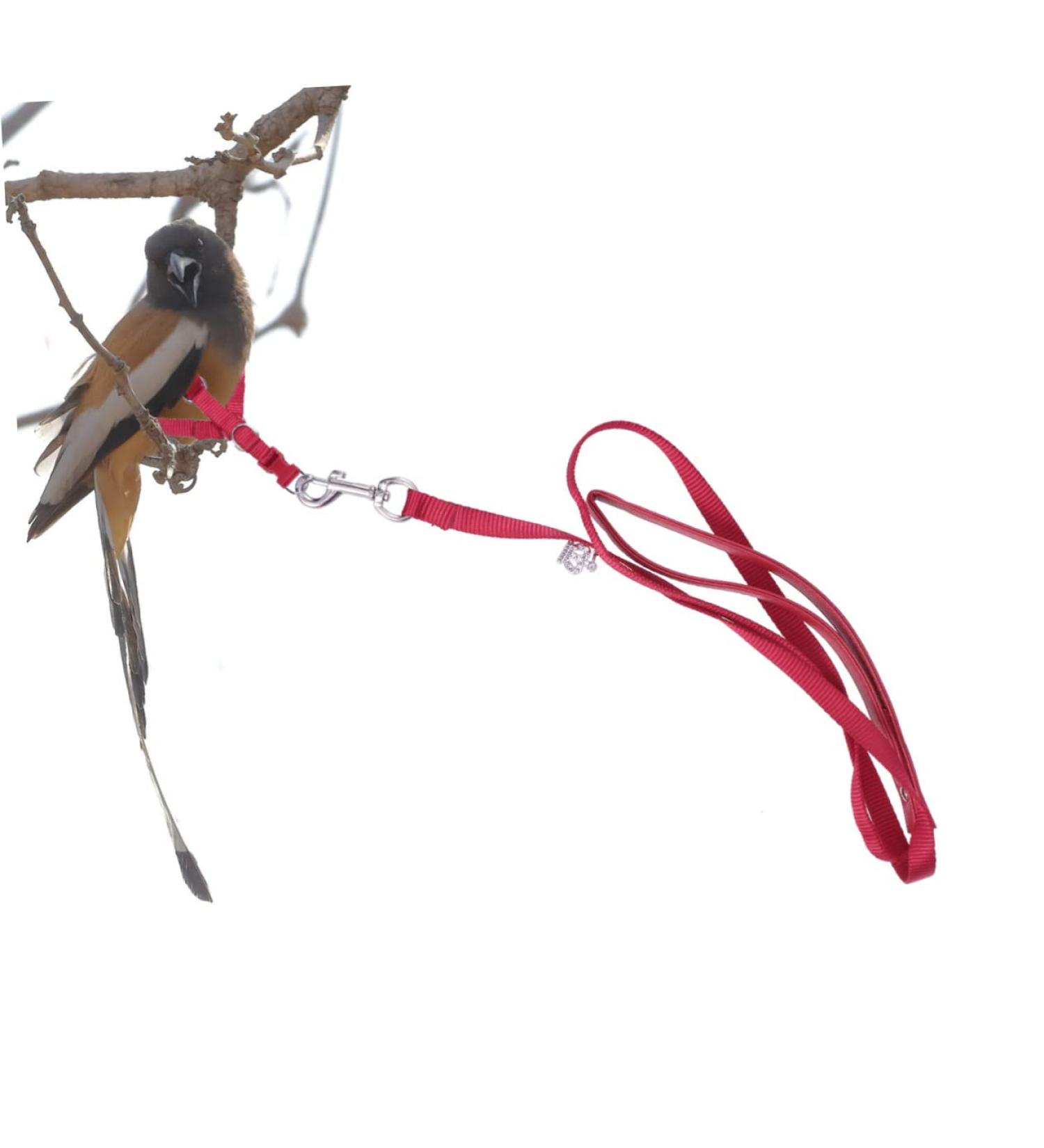 Balacoo Flight Harness for Cockatiels Parrot Harness Training Parrot Bird Harness Parakeet Cinch Belt Birdemic Parrot Accessories Birds Leash Bird Collars Small Parrot Strap Red - Buy Online on SooperMarket.com