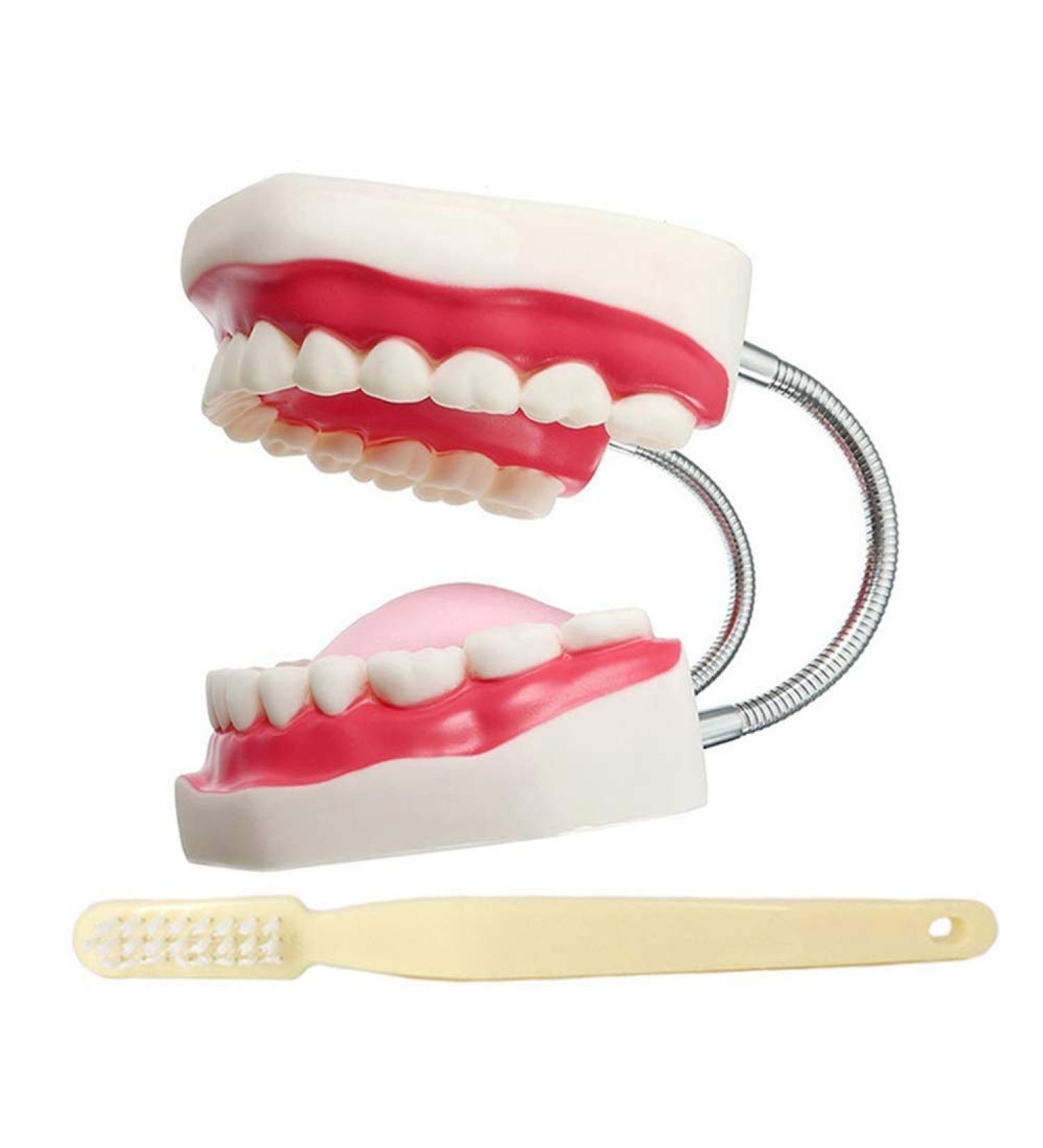 LBYLYH Standard Dental Lehling Model - Realistic Teeth Soft Chewing Gum & Tongue for Clinical Demonstrations - Easy to Use & Store - Buy Online on SooperMarket.com