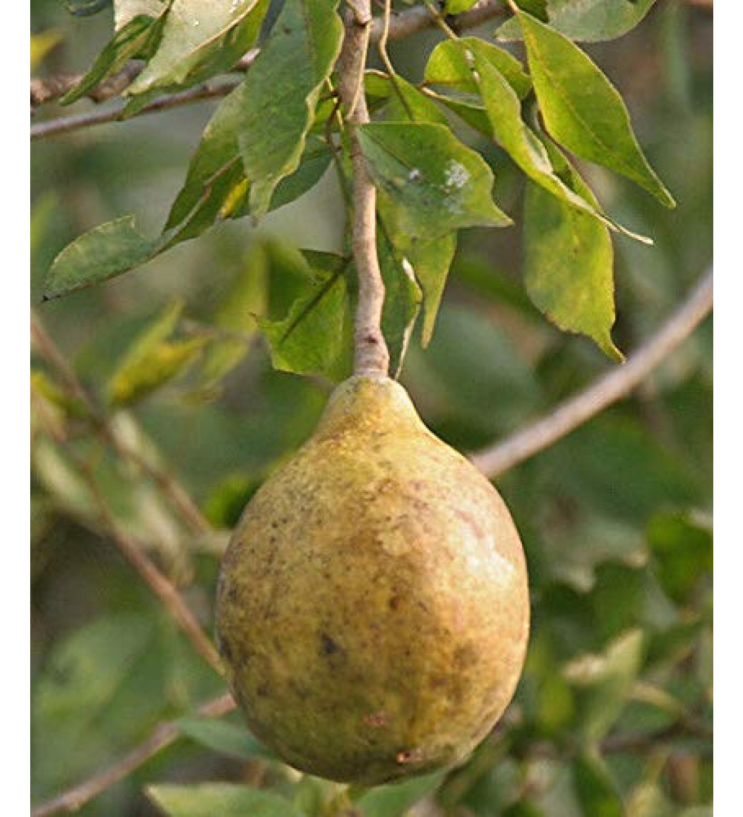 25 semi Aegle marmelos Bael del Bengala Quince Golden Apple giapponese Arancio Amaro