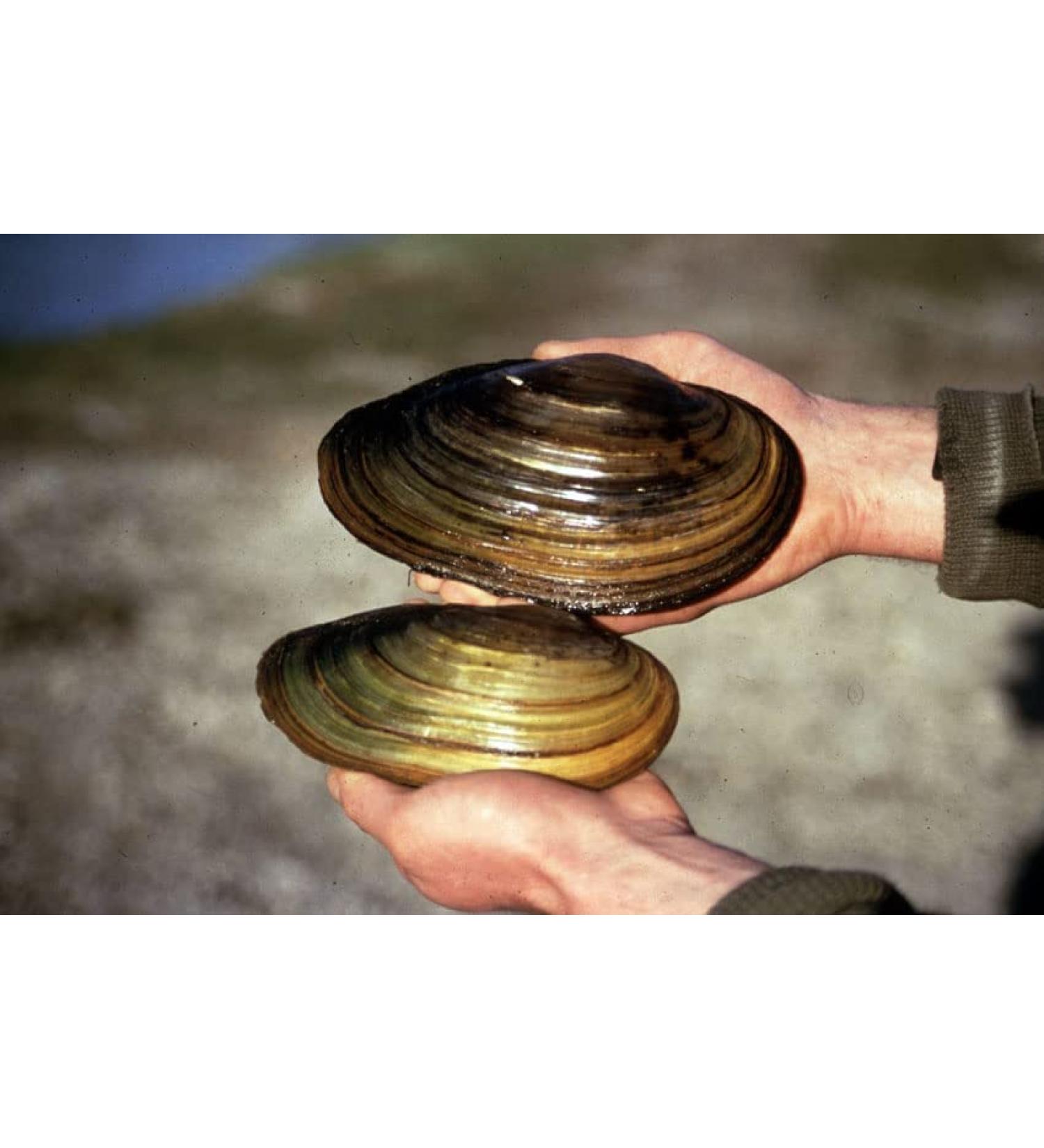 Pond mussel set - miracle weapon against floating algae in the pond - natural biofilter in the garden pond quantity PCS : 5 PCS.