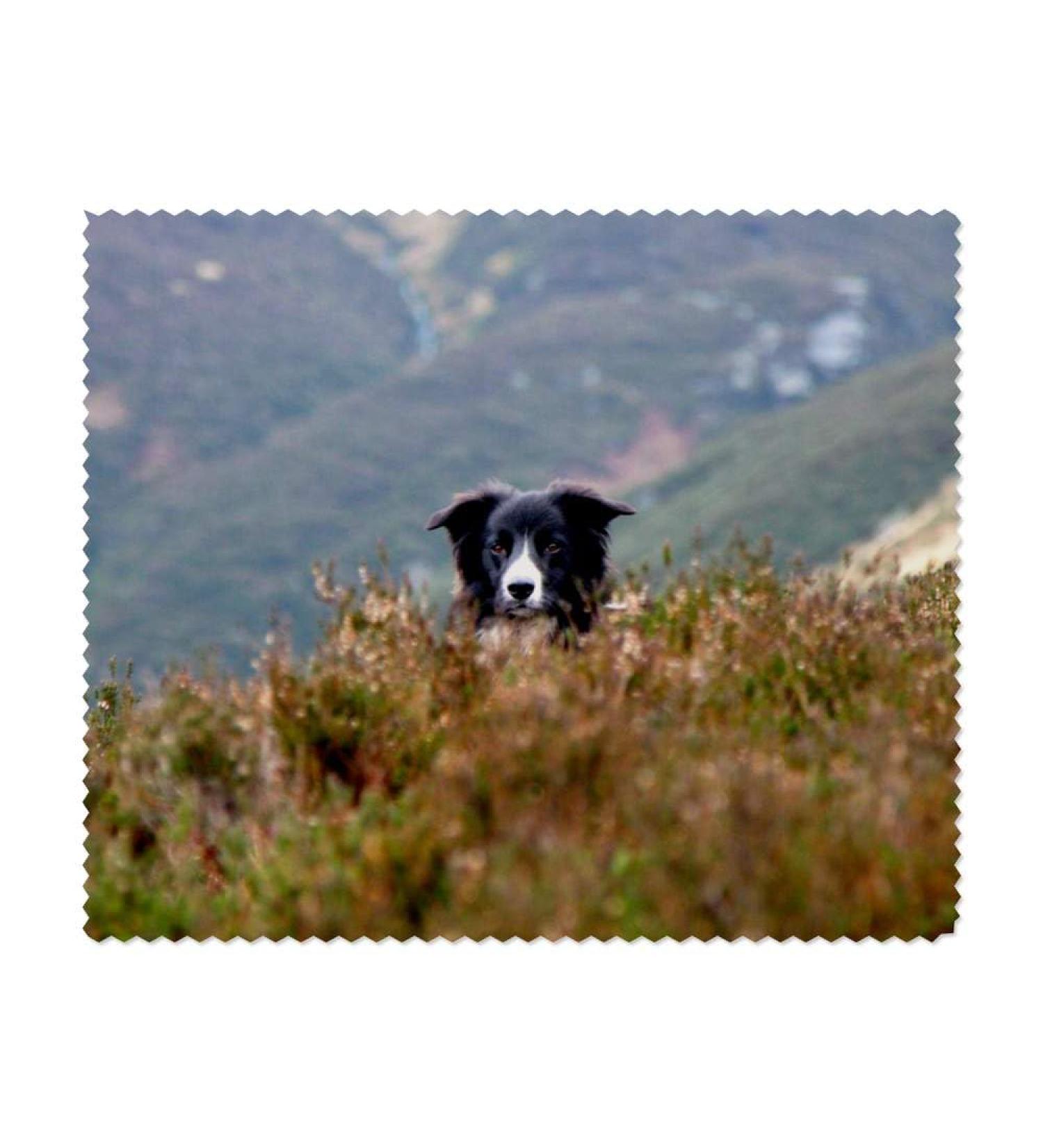 Buy 2 x 'Border Collie in the Bushes' Microfiber Lens Cloths - Perfect for Glasses - Fast International Shipping - Buy Online on SooperMarket.com