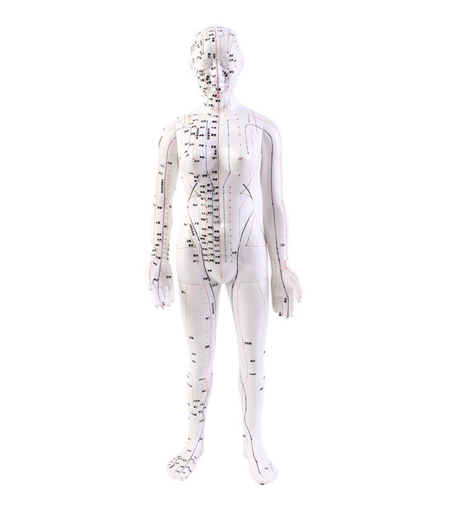 Model Anatomy Professional Medical Acupuncture 48Cm 19" - Buy Online on SooperMarket.com