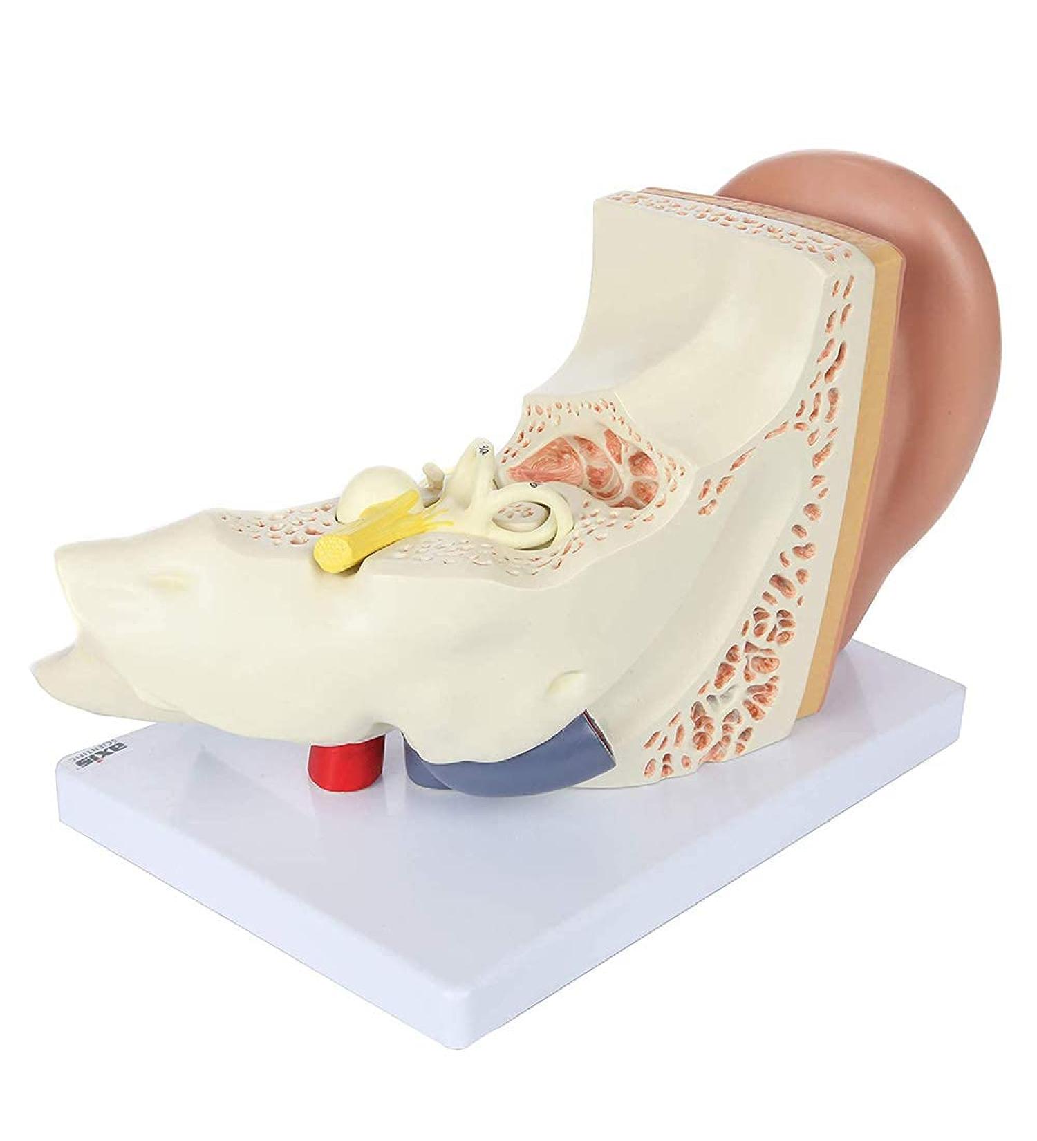 Human Ear Model 5 Times Natural Size Pattern with 3 Parts Illustrating Ear Main Ear Beings Ear Cleaner Internal Ear - Buy Online on SooperMarket.com