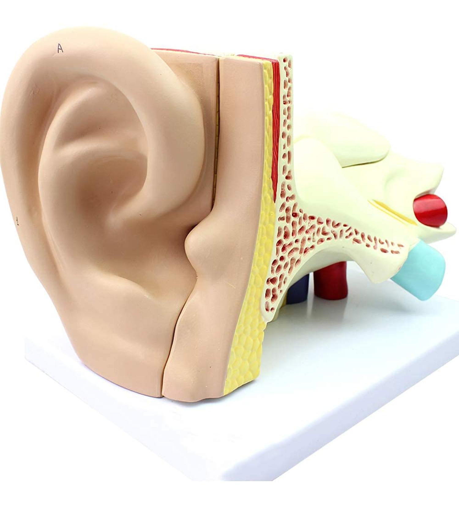 Ear Anatomy Template. Hearing System Template. Typhoupling Ear Texture Template - Buy Online on SooperMarket.com