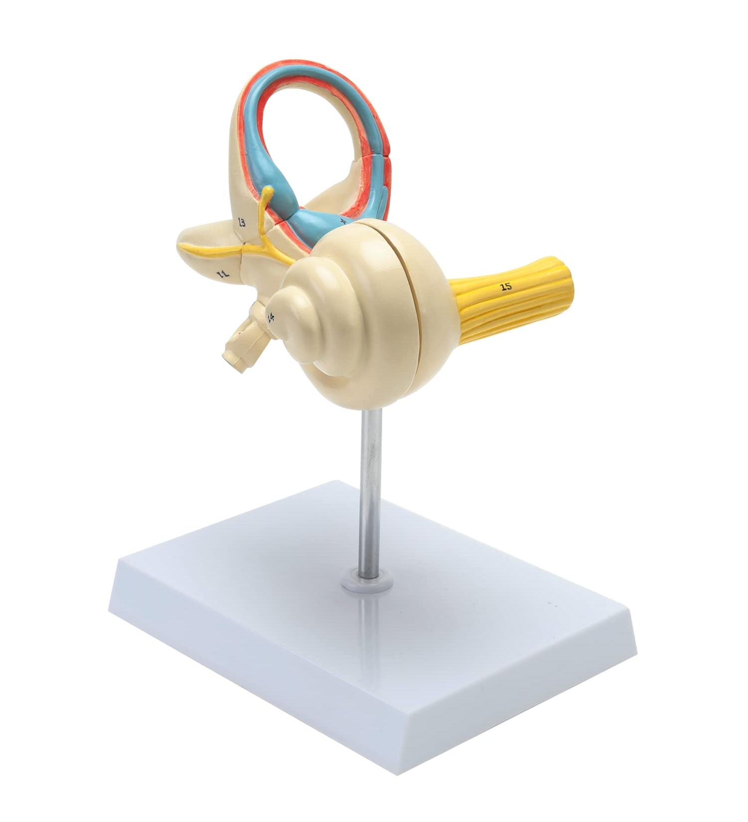 RONTEN Inner Ear Model - 8X Life-Size Medical Anatomy Model - Buy Online on SooperMarket.com
