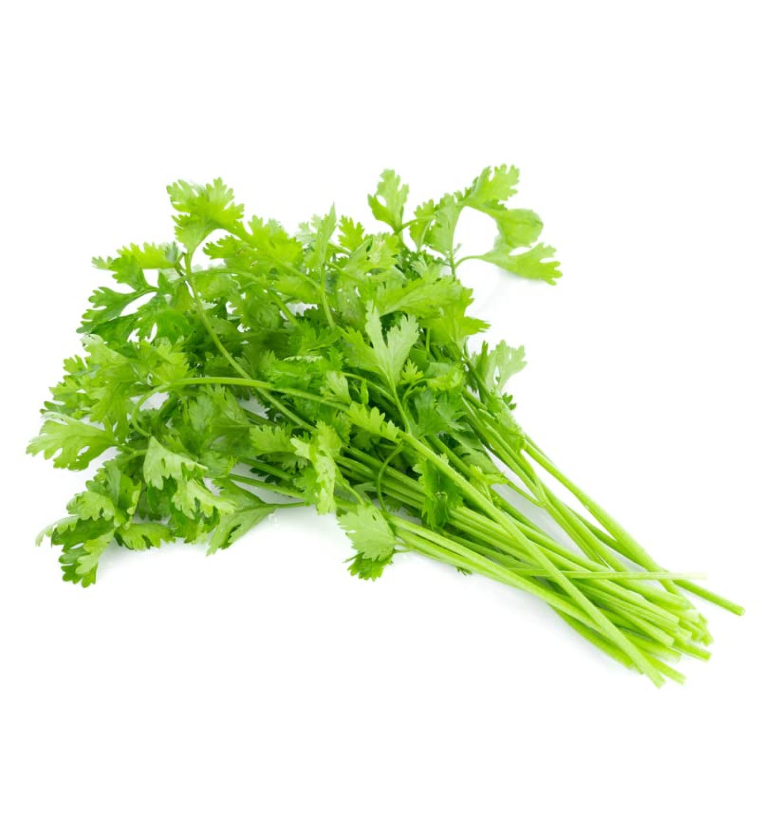 Coriander 10 bunch