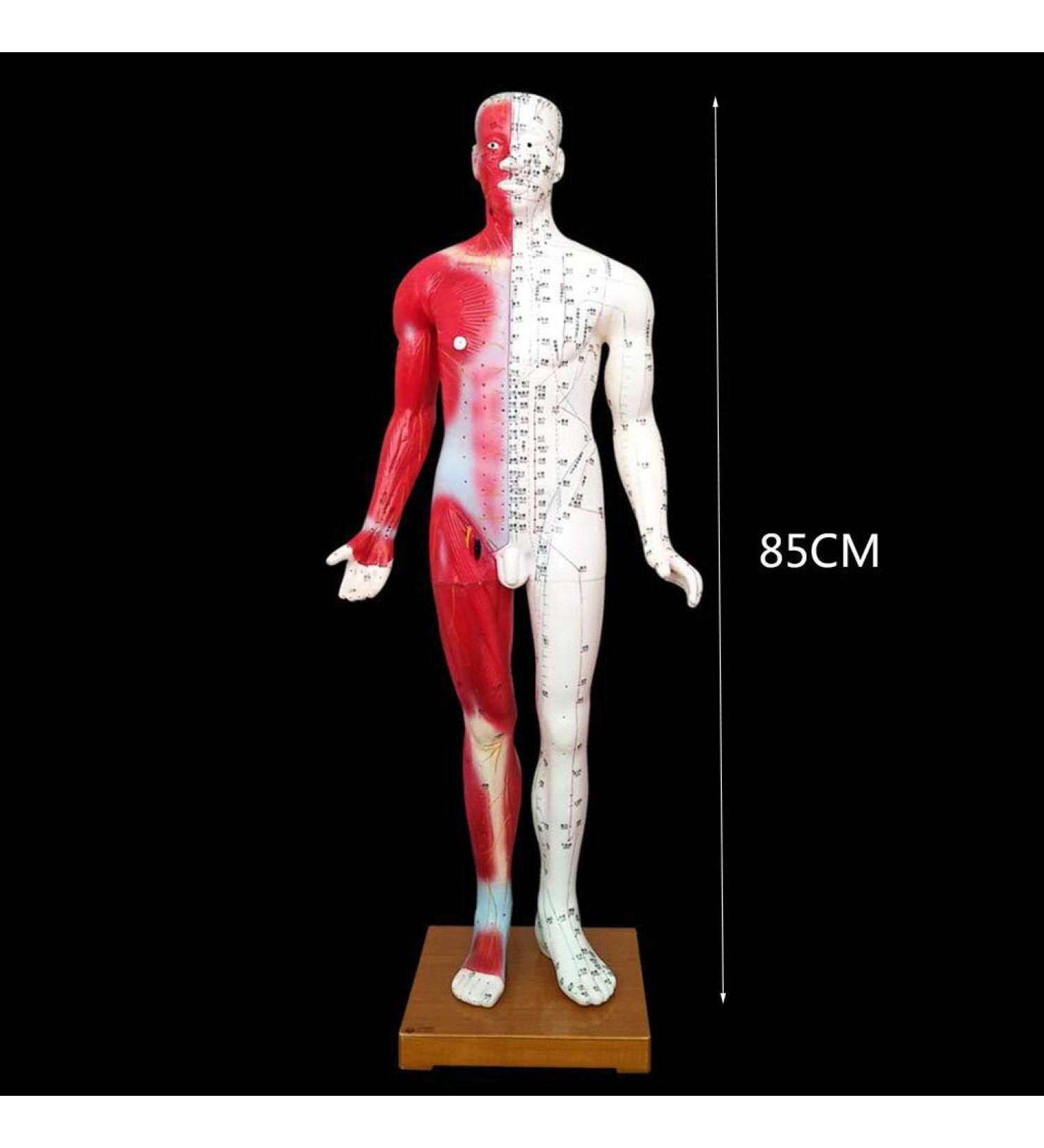 Acupuncture Template - Acupuncture and Male Muscle - 85cm - Half Skin and Half Point Point and Meridians Anatomy - Buy Online on SooperMarket.com