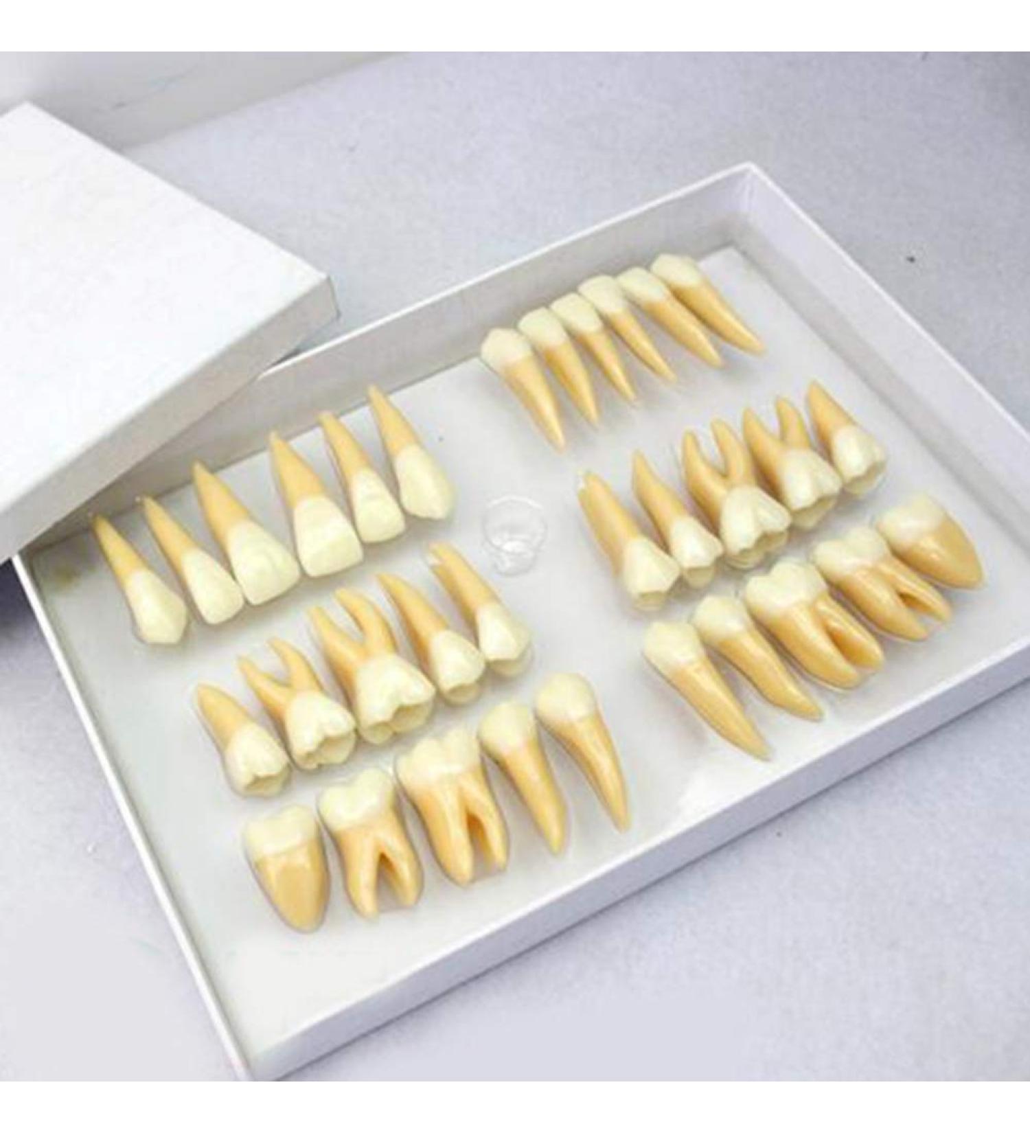 BEAGHTY 2.5x Magnified Tooth Shape Model - 2-Color Dental Structure & Denture Model for Study & Teaching - Buy Online on SooperMarket.com