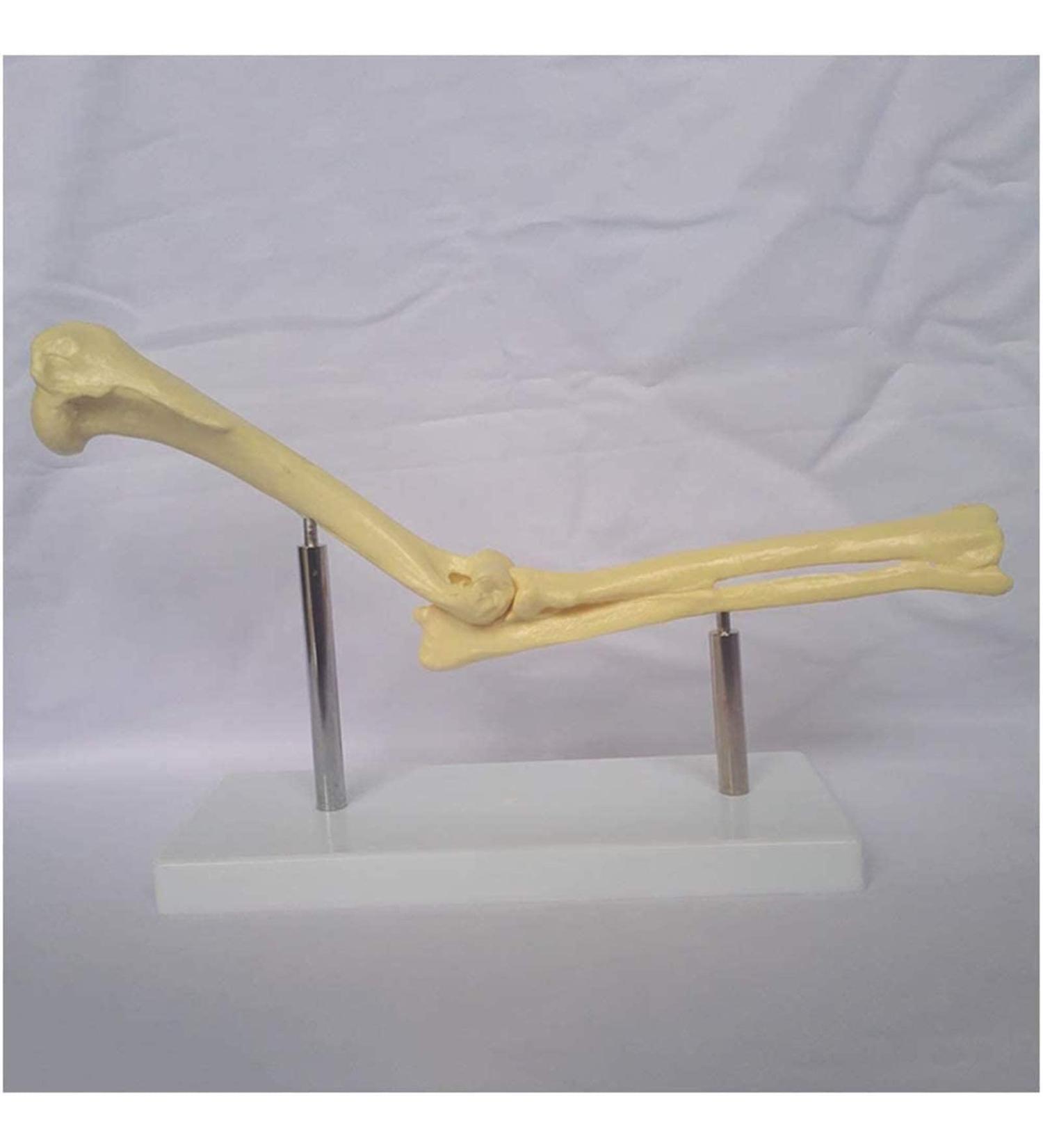 Elbow Joint Model of Dog SSkeleton Bone Model of Dog Ulna Humerus Radial Model - Buy Online on SooperMarket.com