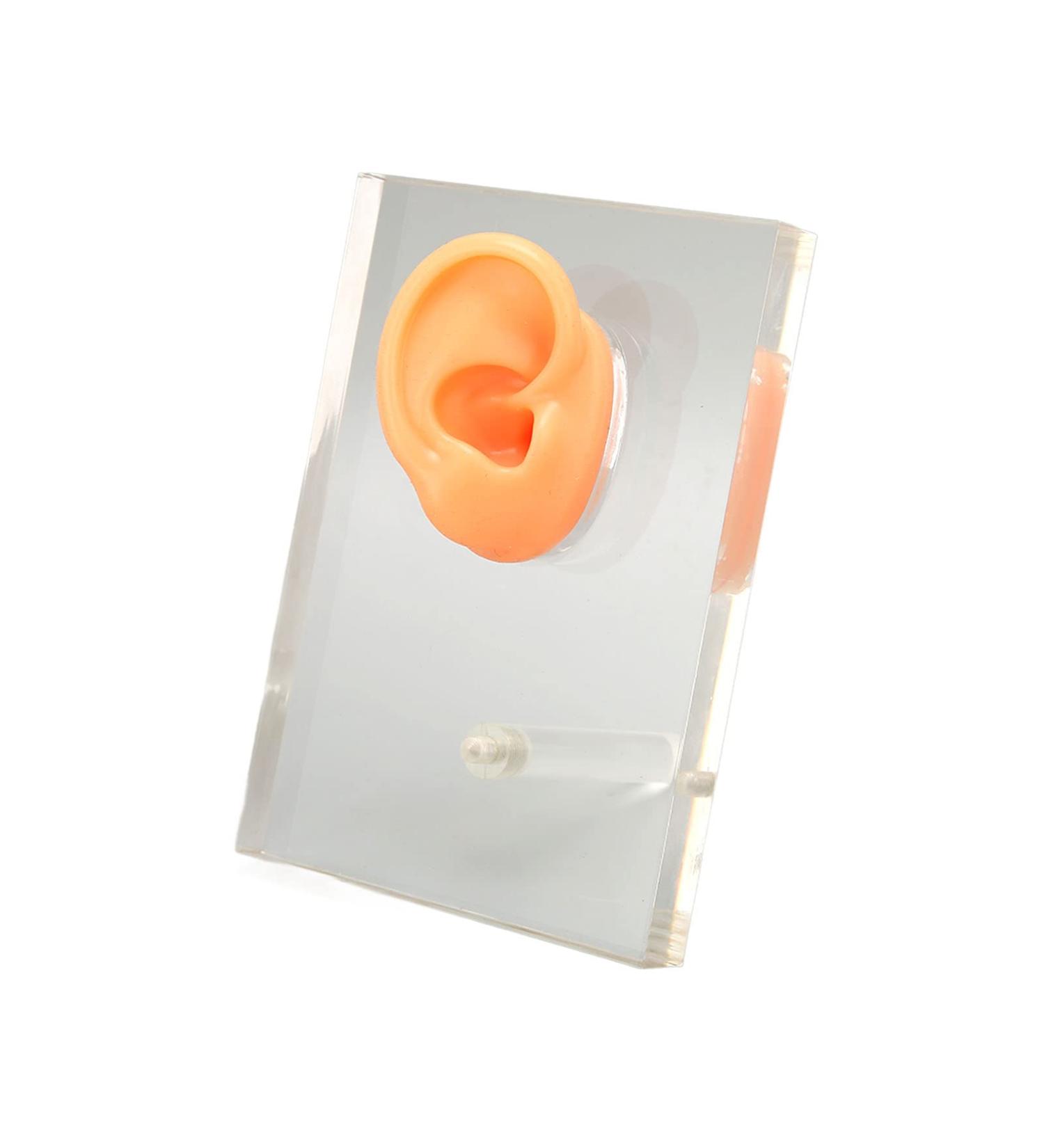Silicone Right Ear Model with Fine Details - Ideal for ENT Hospitals - Buy Online on SooperMarket.com
