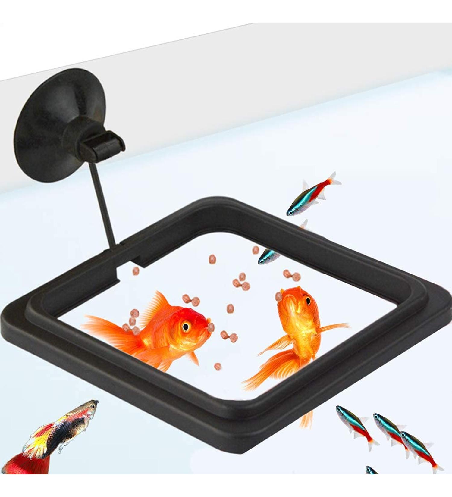 SunGrow Feeding Ring for Goldfish & Small Fish - Floating Food Square | Perfect for Flakes | 1 Piece - Buy Online on SooperMarket.com