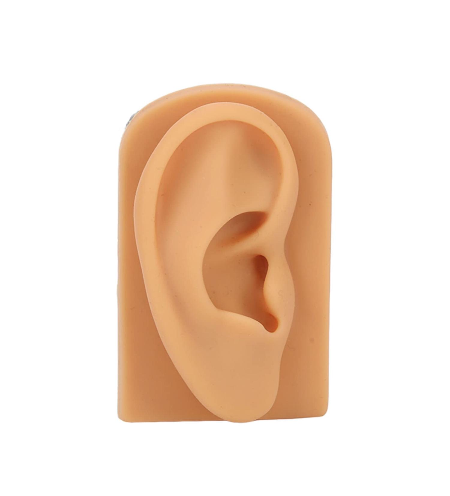 Ear Model Prevent Damage Waterproof Soft Silicone Right Ear Model Flexible Science Education for Display - Buy Online on SooperMarket.com