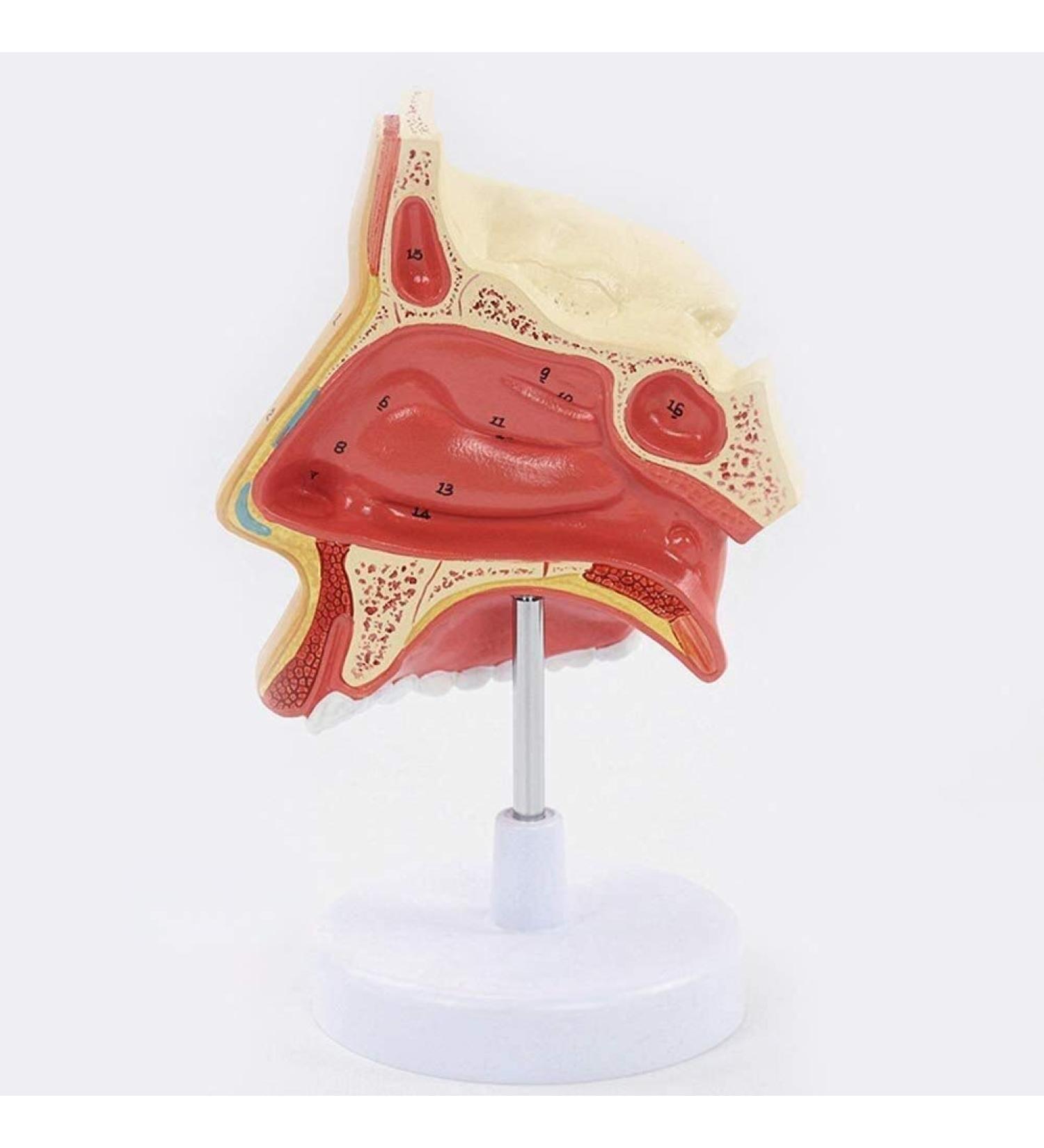 Anatomical Model Throat Nose Model of The Mouth of Nasal Cavity Medical Anatomical - Buy Online on SooperMarket.com