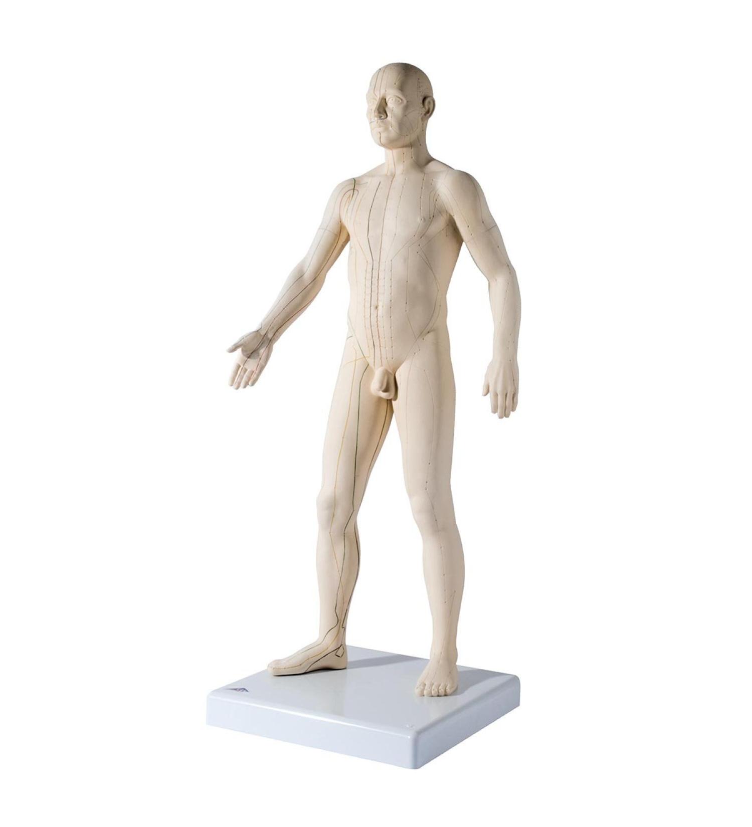 3B Scientific N30 Acupuncture Male Model 31.5-Inchx11.4-Inchx10.2-Inch - Buy Online on SooperMarket.com