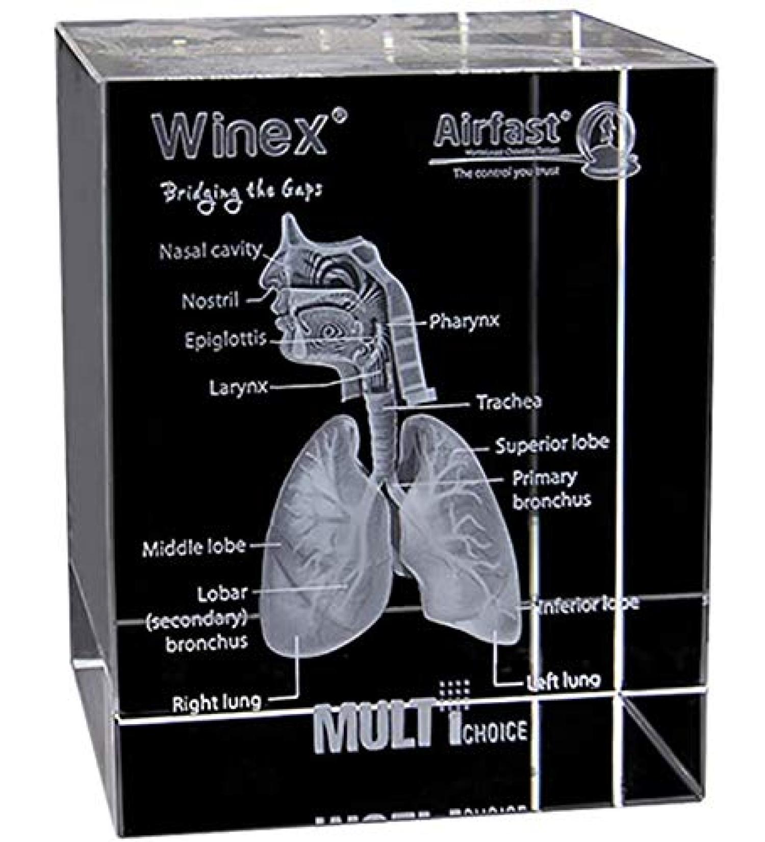Model of The Human Respiratory System 3D Carved Crystal Medical aids - Buy Online on SooperMarket.com