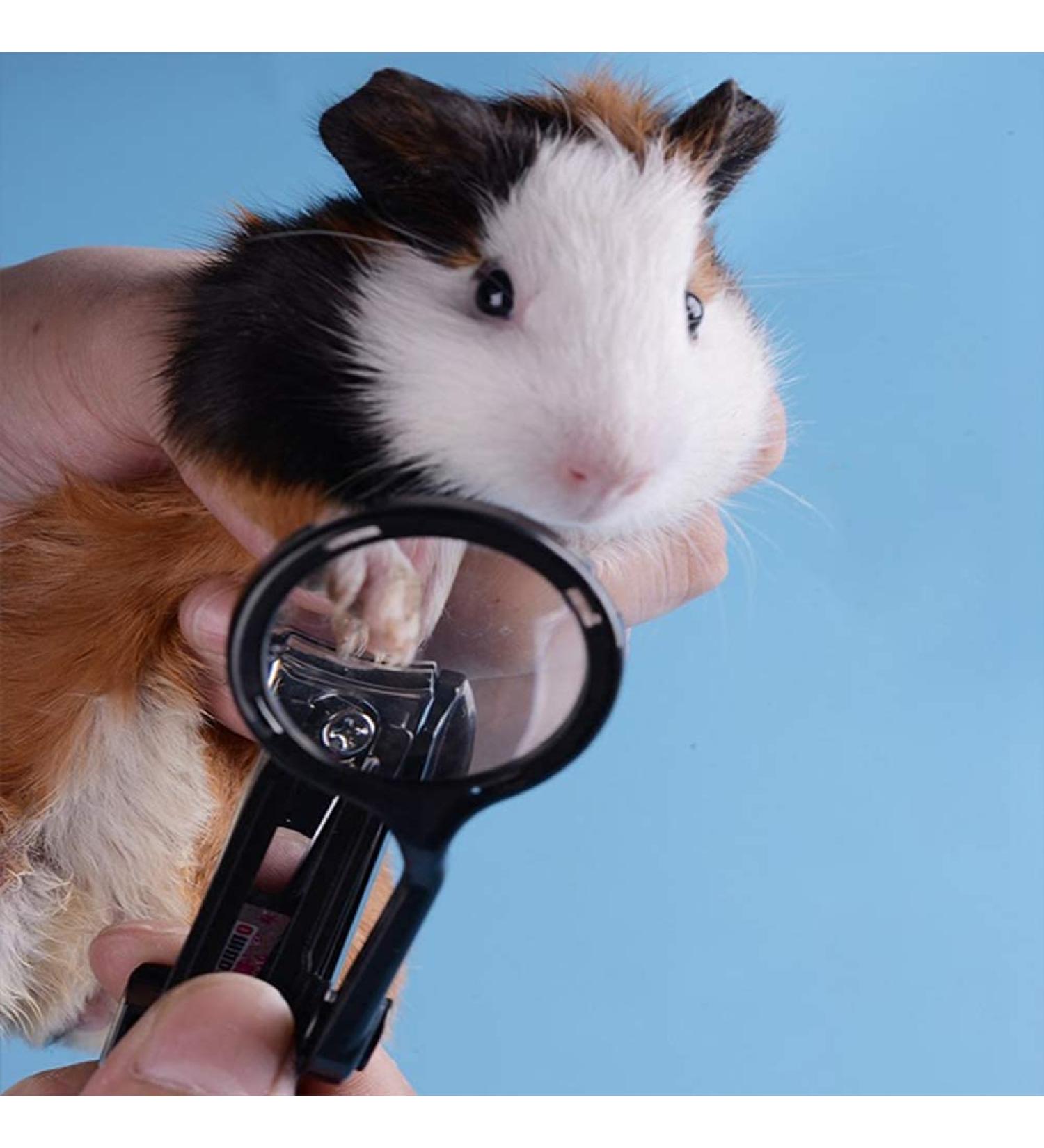 HAICHEN TEC Guinea Pig Nail Clippers with Magnifying Glass - Stainless Steel Claw Toenail Trimmer for Small Animals - Pet Grooming Supplies - Buy Online on SooperMarket.com
