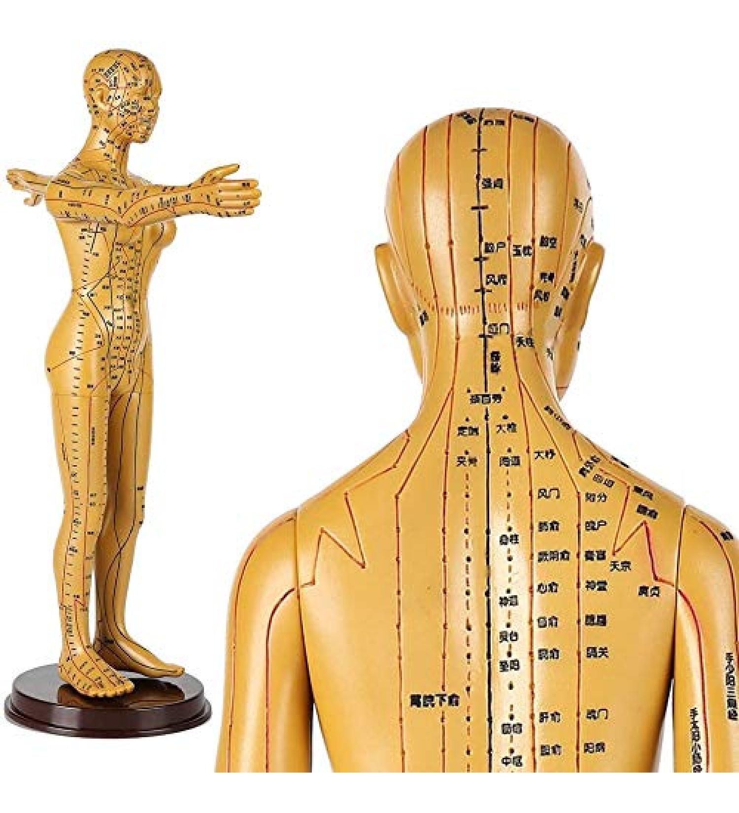 Human Female Acupuncture Anatomical Model with Acupuncture Points Bronze Color 50Cm - Buy Online on SooperMarket.com