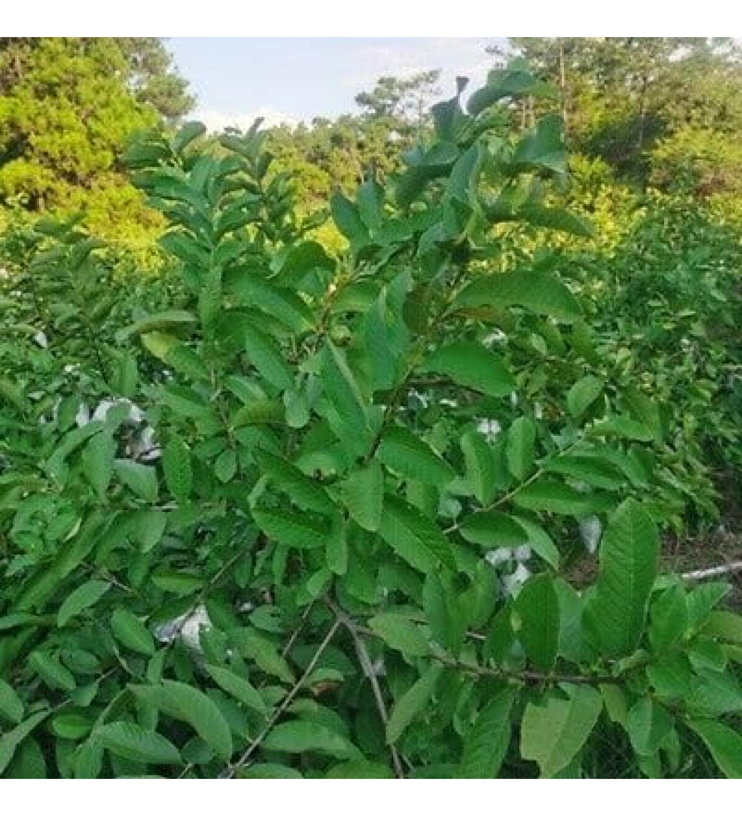 Fresh Organic Guva Leaves | Approx 10G Jumbo | Guva Leaf For Medical | Use Diabetes & Skin Care| Indian Origin|Next Day Shipping By Seelans - Buy Online on SooperMarket.com