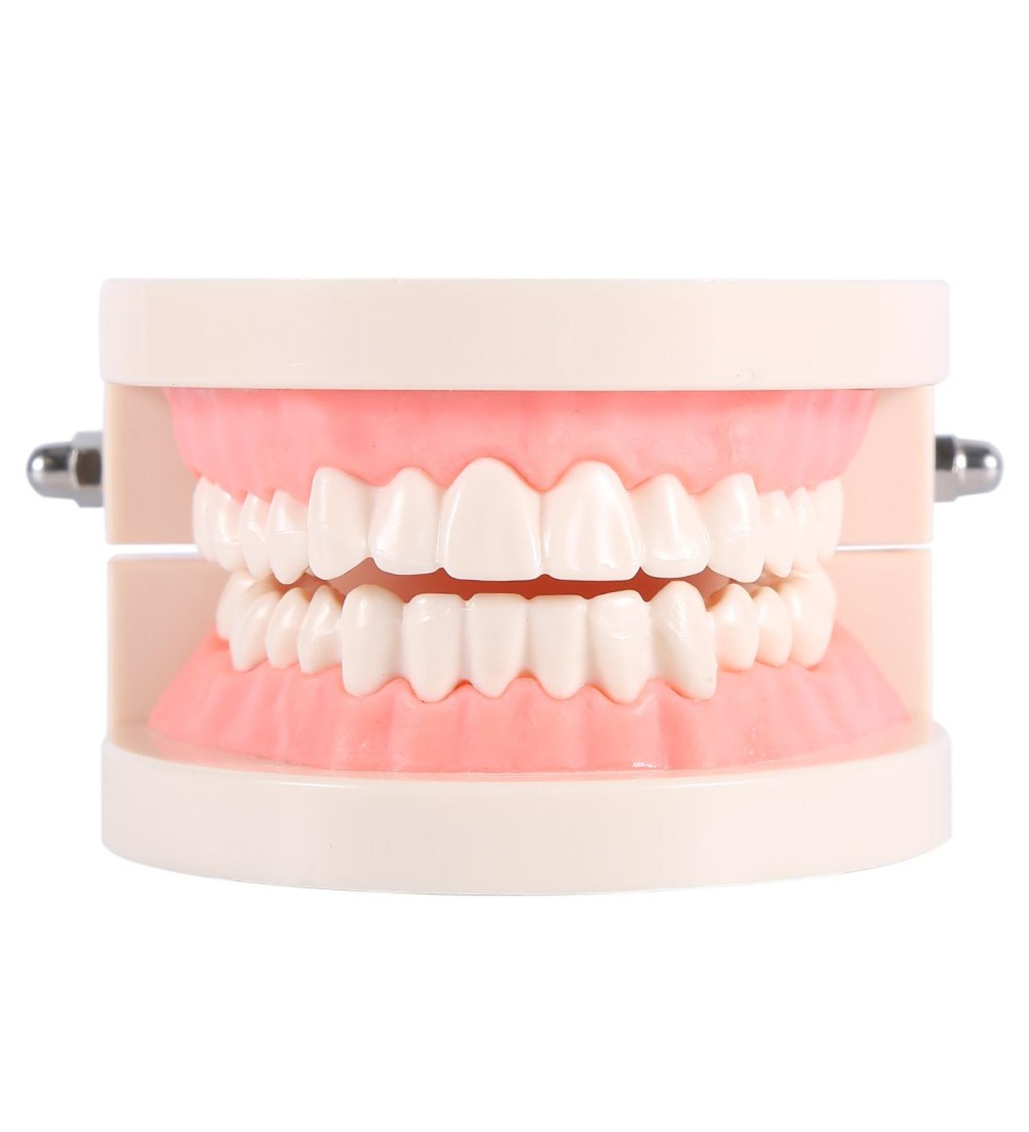 Buy Educion Teeth Bagima 10x8x7 PVC Dental Model for Kids - Effective Tooth Brushing Teaching Tool | International Shipping Available - Buy Online on SooperMarket.com