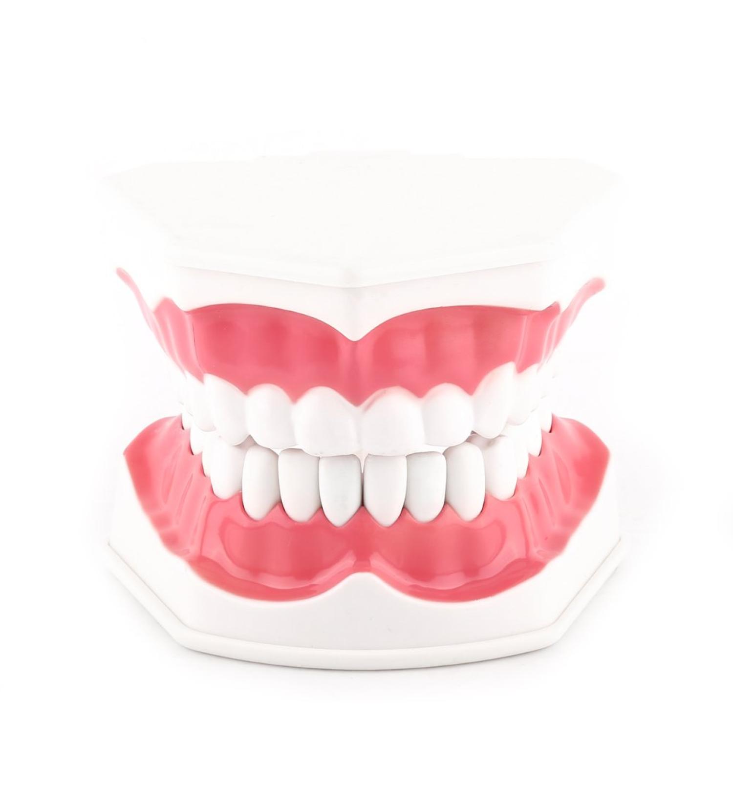 FafeICY 1PC 28 Teeth Teaching Toothbrush Model - Dentist Tool with Handy Toothbrush & Poster for Study Demonstration - Buy Online on SooperMarket.com