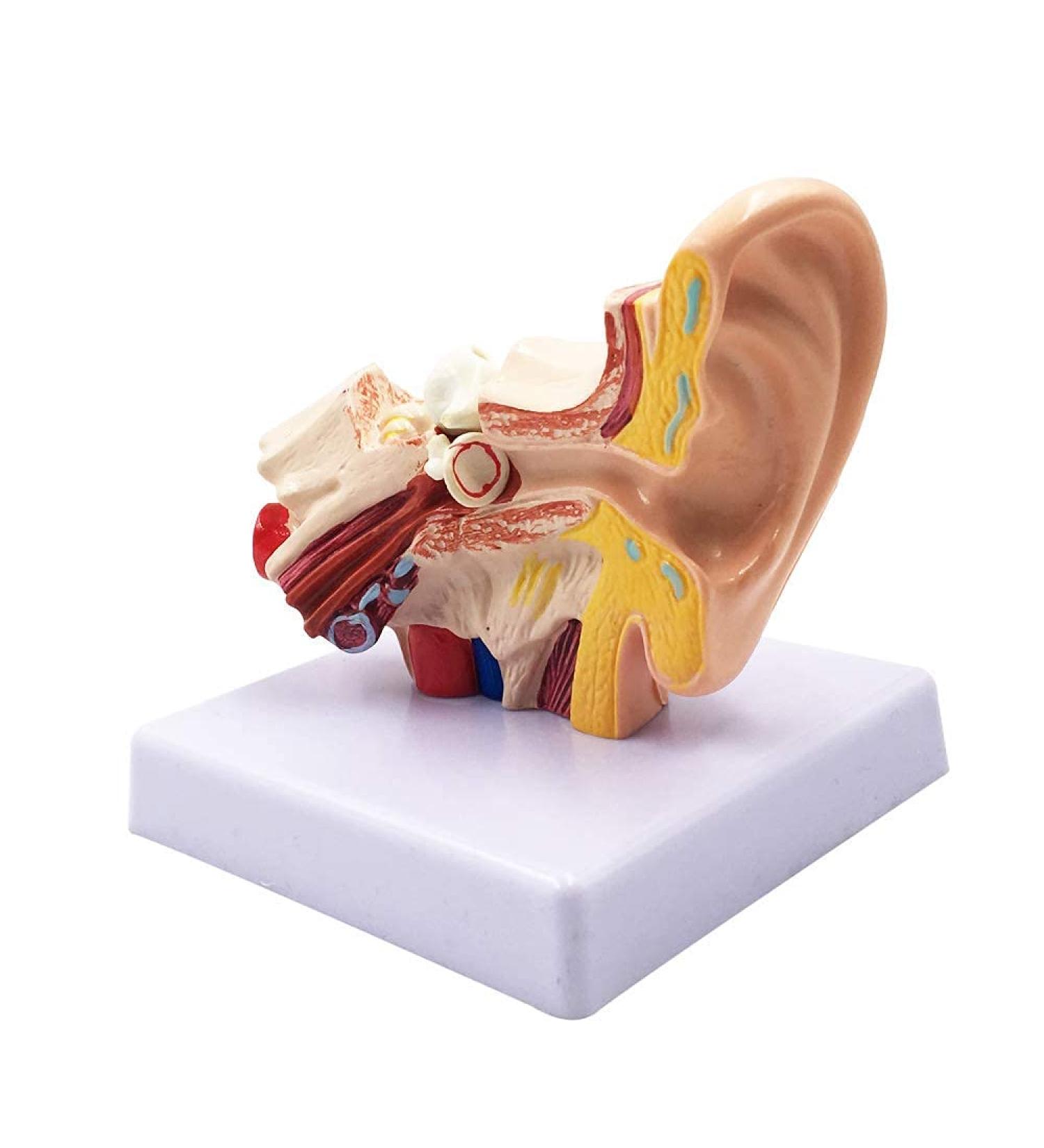 Human Ear Model 1.5 Times Natural Size Model with 2 Parts Illustrating Ear Regions Ear Cleaner Humans - Buy Online on SooperMarket.com