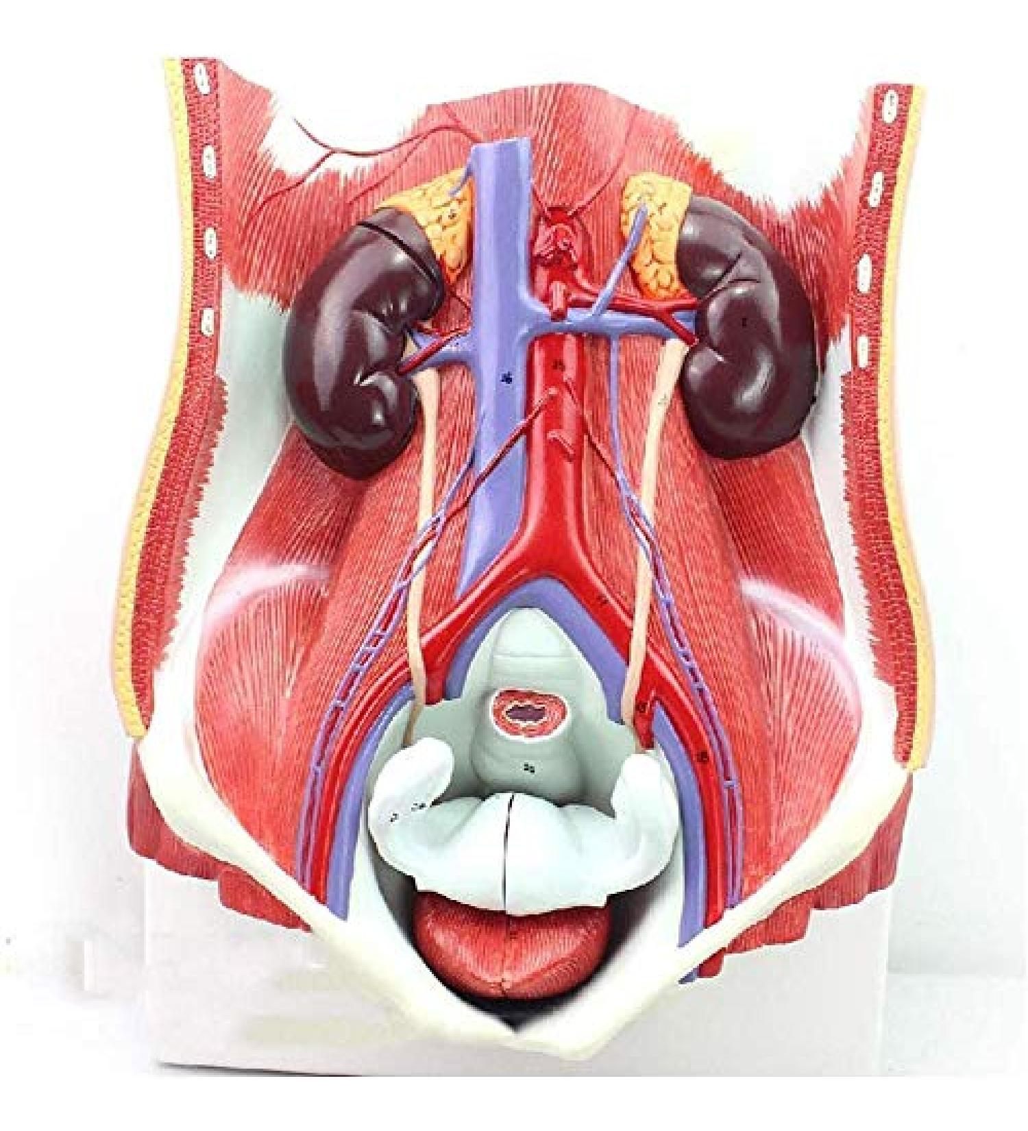 Human Male Female Urinary System Model Abdominal Cavity Human Bladder Posterior Wall Kidney Anatomical Model - Buy Online on SooperMarket.com