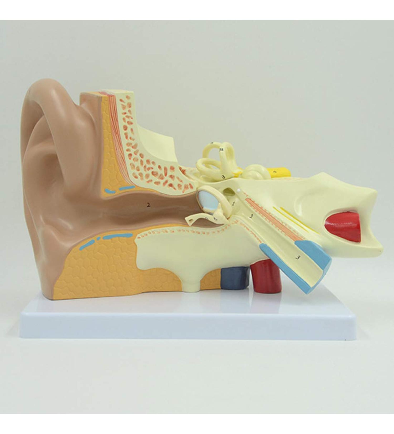 Human Ear Model 3X Enlarged 3-Piece Ear Anatomy Model Professional Ear Simulation Model Shows External Middle and Inner Ear for Medical Education - Buy Online on SooperMarket.com