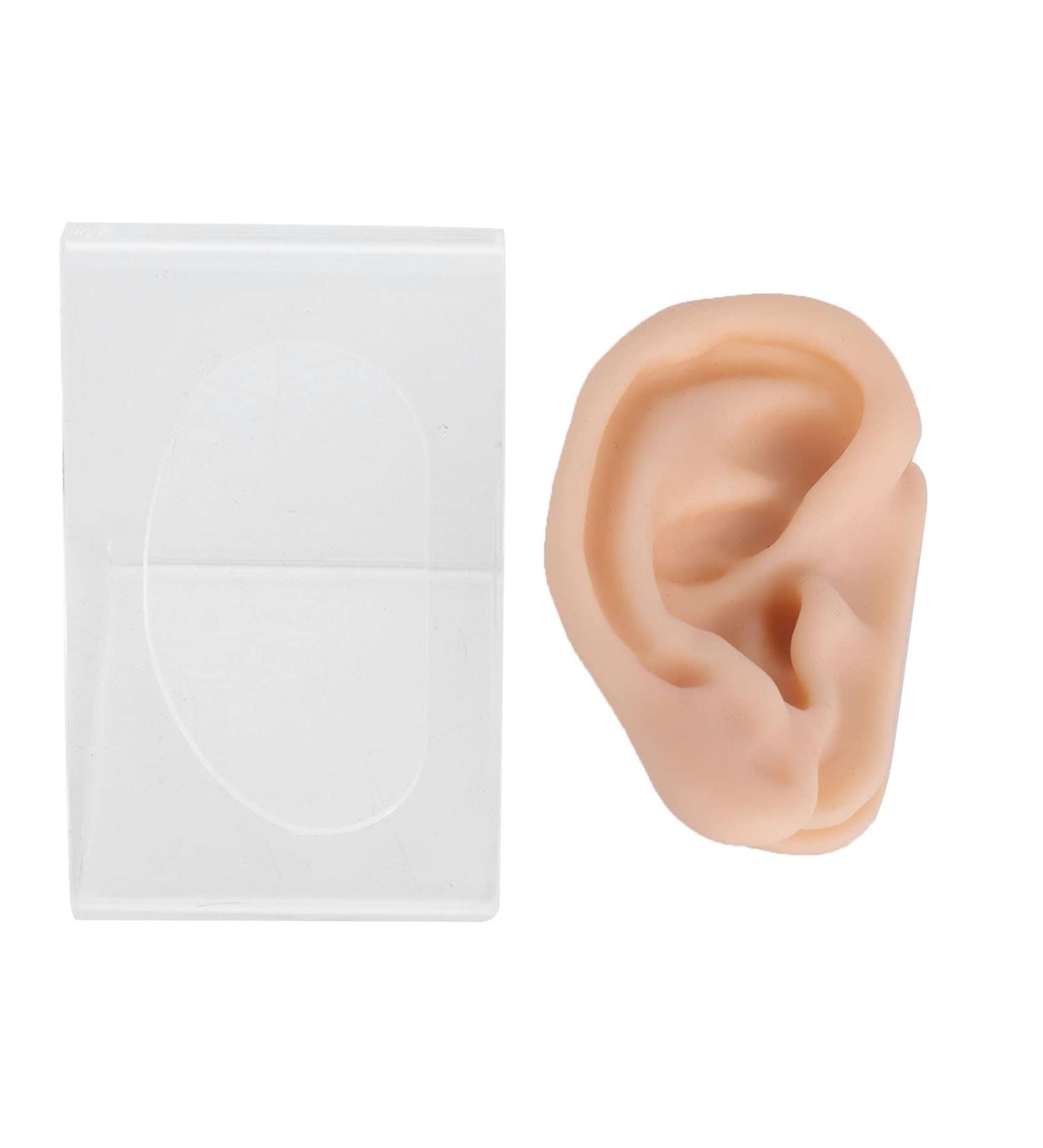 Silicone Ear Model for Acupuncture Practice | Realistic Fake Ear with Presentation Stand - International Shipping Available - Buy Online on SooperMarket.com