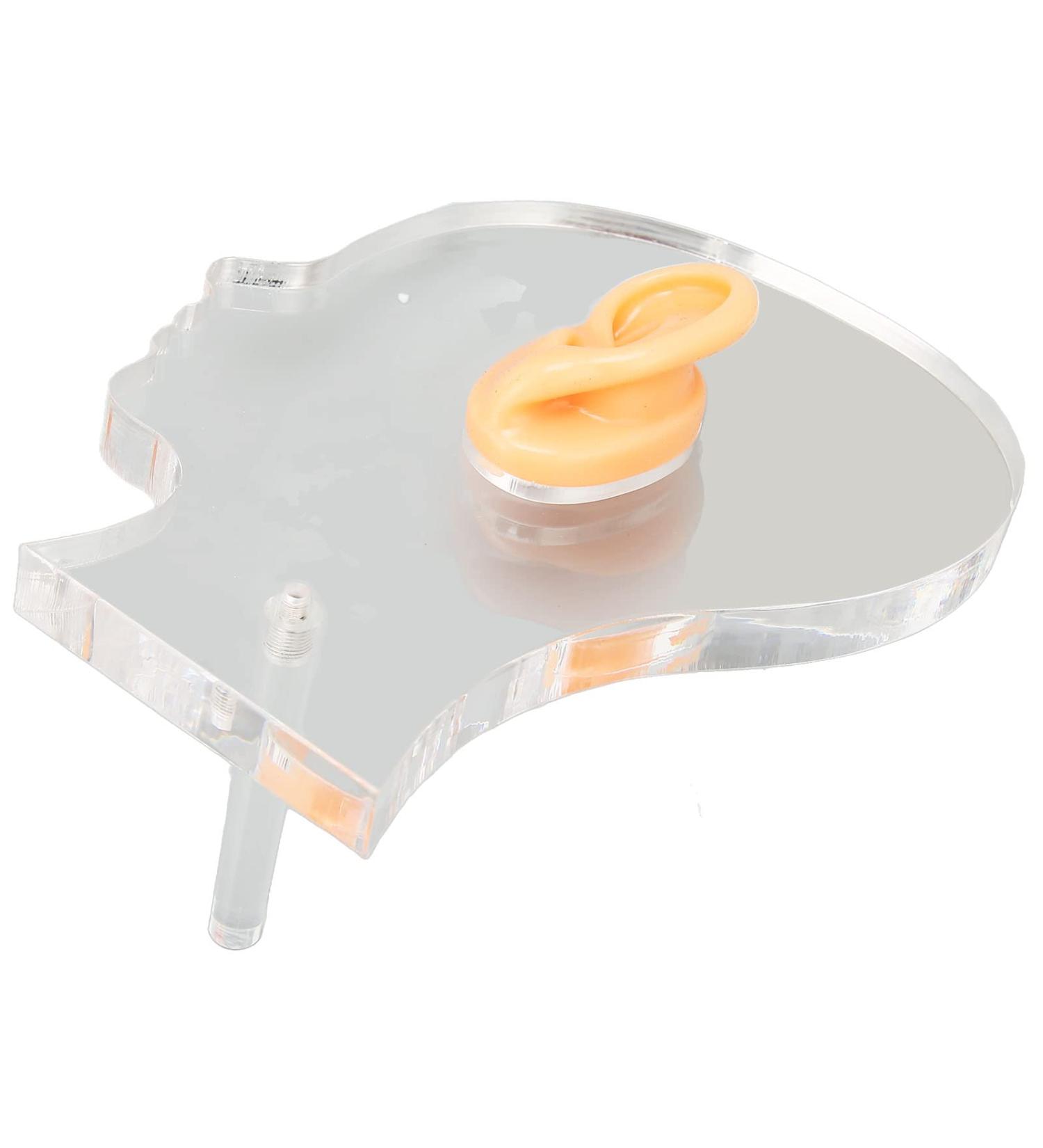 Flexible Waterproof Fake Ear Model for Hospital - Professional & Lifelike Display Mould - Buy Online on SooperMarket.com
