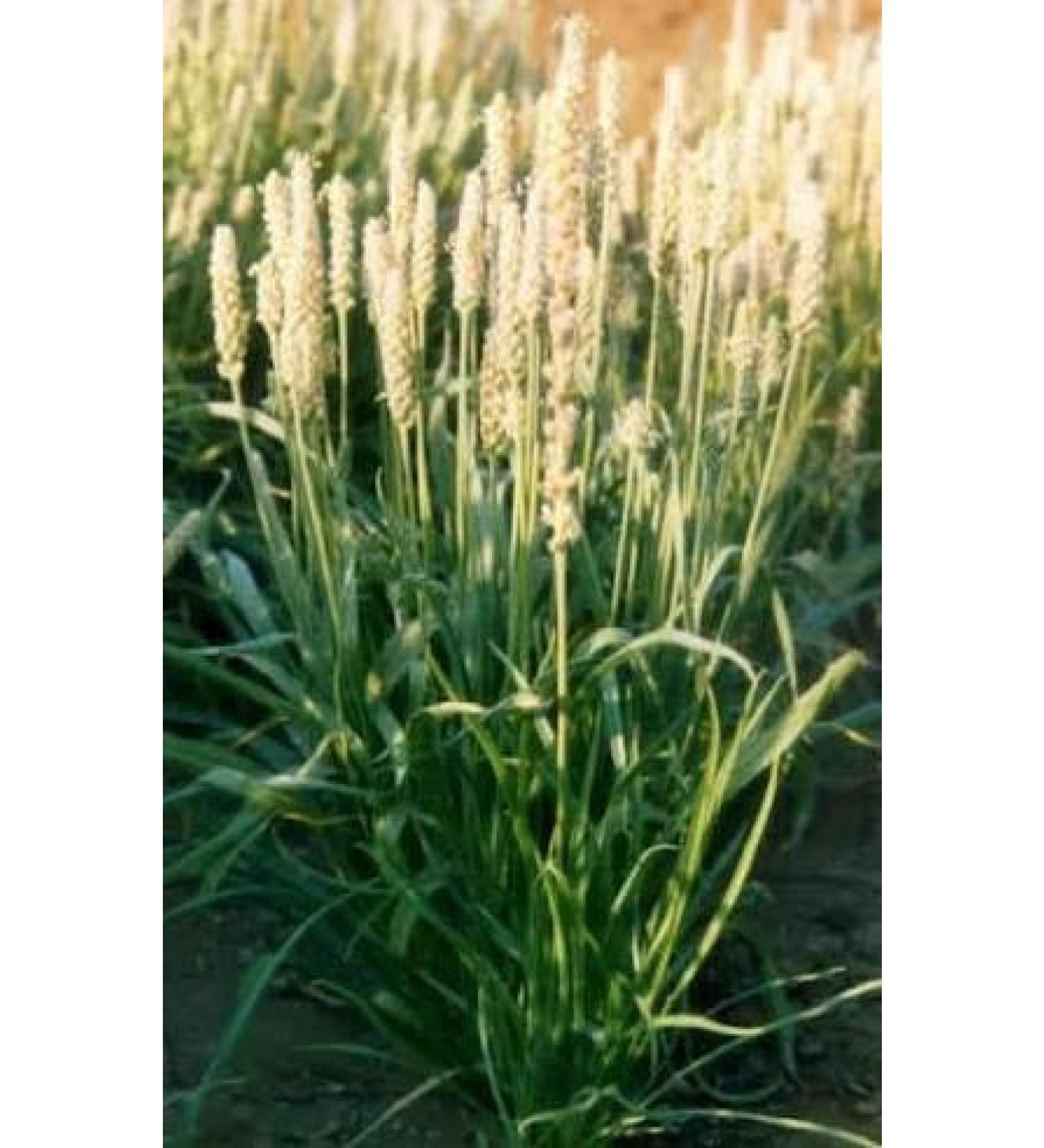 Psyllium Seed Blond Powder - Plantago ovata (454g One Pound) Brand: Herbies Herbs