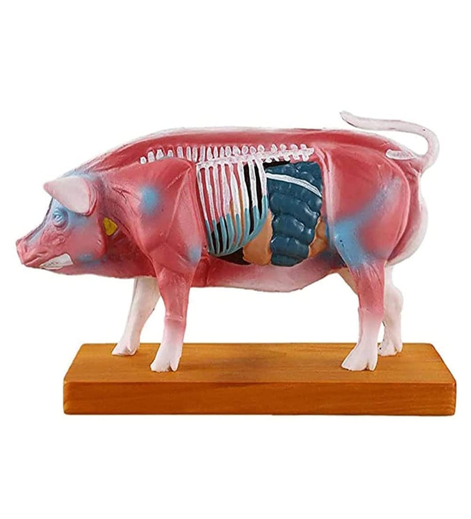 Pig Acupuncture and Moxibustion Model Pig Acupuncture and Moxibustion Point Pig Anatomical Model Physiological Tissue Structure Display - Buy Online on SooperMarket.com