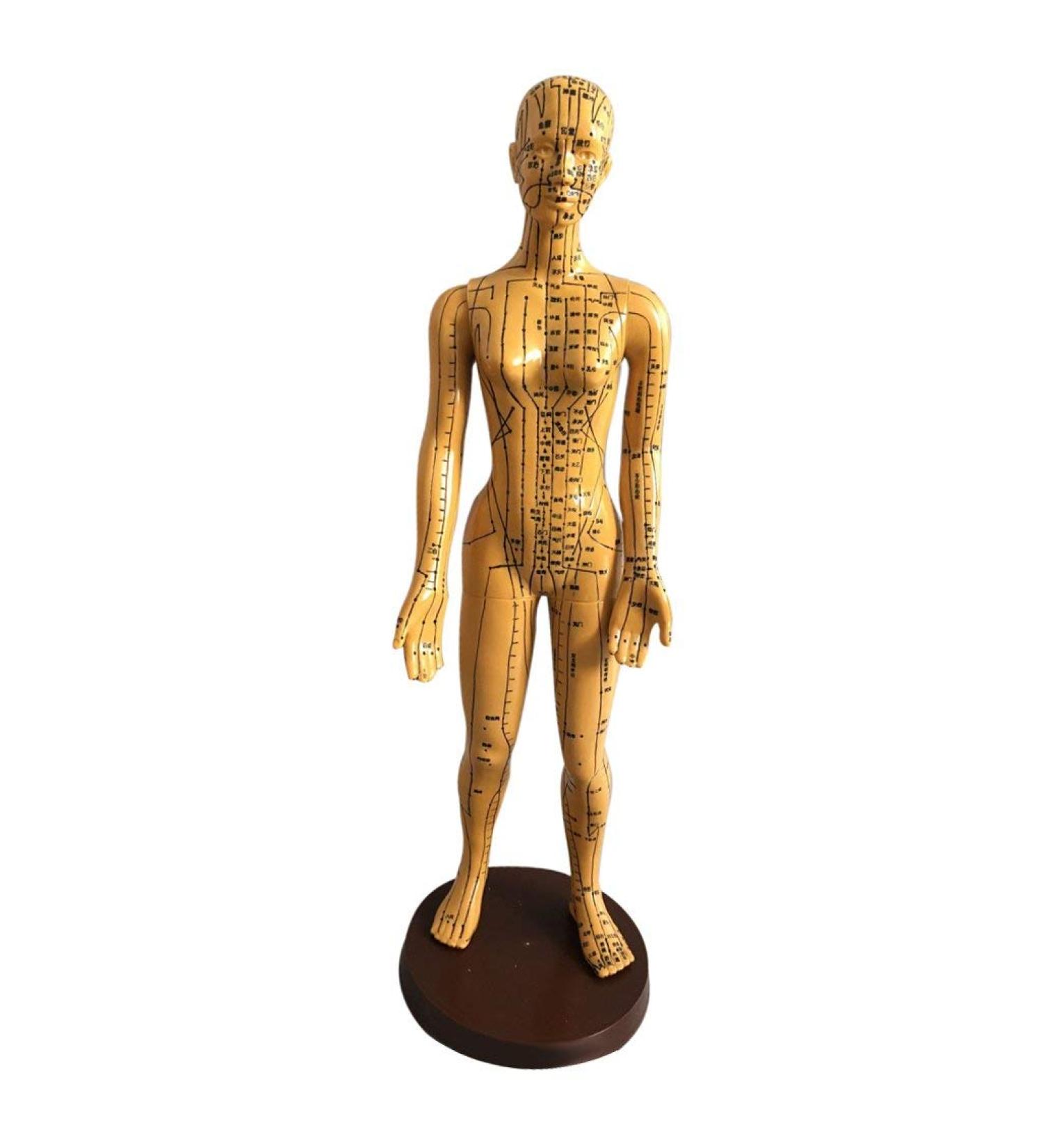 Education Model Toy Model Anatomy Professional Medical Acupuncture Female 48cm 19" - Buy Online on SooperMarket.com