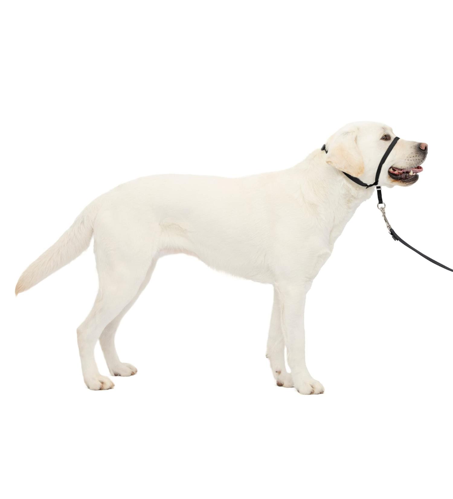 PetSafe Gentle Leader Collar - Large Black with Training DVD | Effective Dog Training & Behavior Solutions - Buy Online on SooperMarket.com