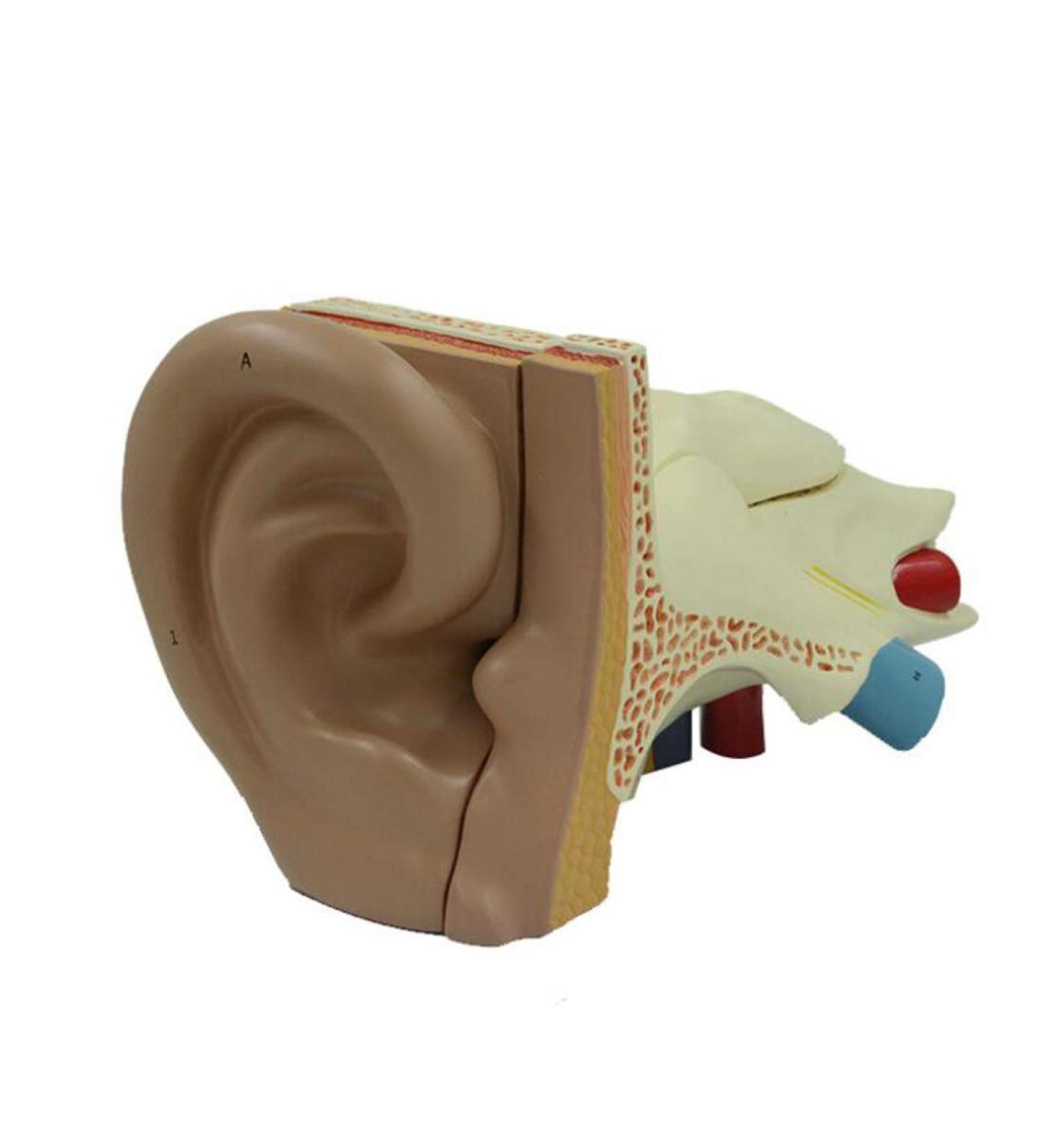 Human Ear Model Professional Ear Simulation Model 6X Magnification Human Organ Model Ear Model 5-Piece Medical Education Model - Buy Online on SooperMarket.com