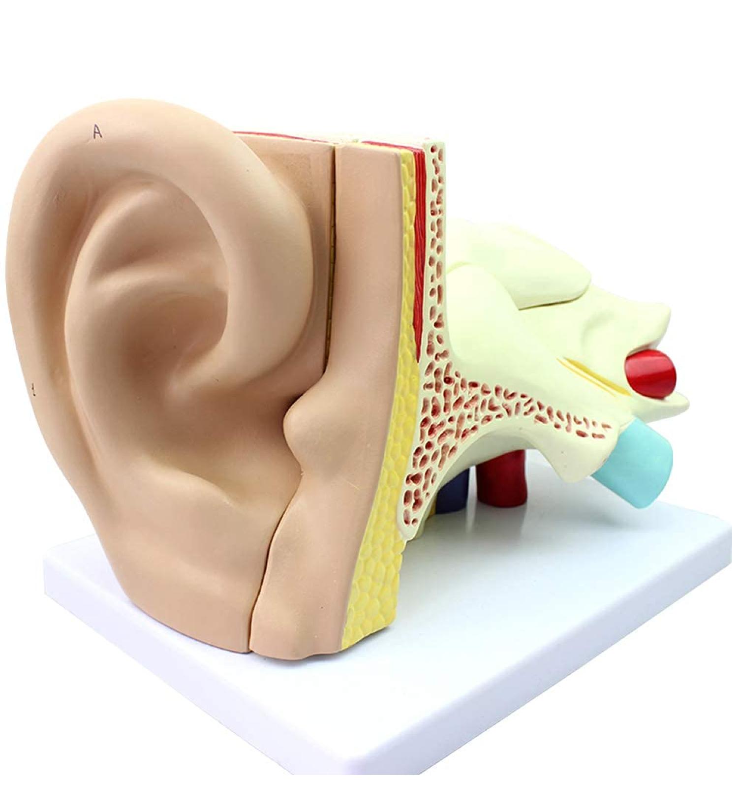 Human Ear Template Outdoor Ear Medium Ear Inner Ear Ear Structure Model Suitable - Buy Online on SooperMarket.com