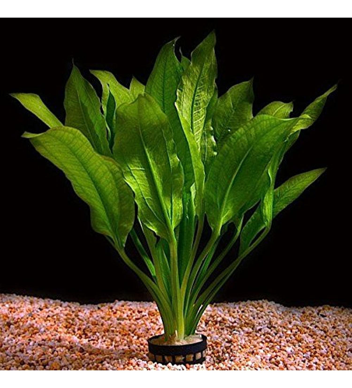 Live Aquarium Plant "Echinodorus bleheri" Potted