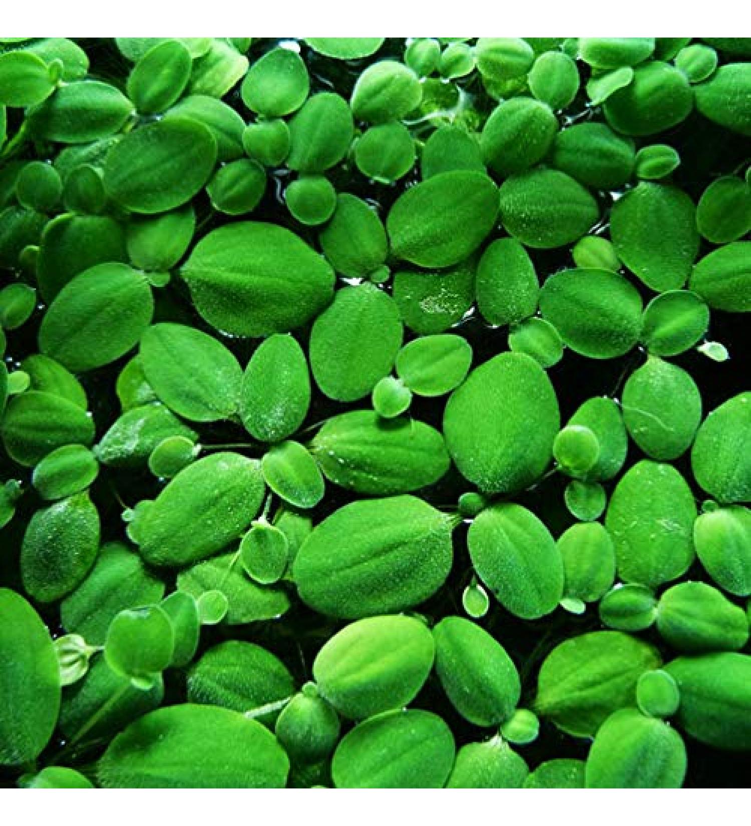 14x Dwarf Water Lettuce - Live Aquarium Floating Plant for Beginner - Buy Online on SooperMarket.com