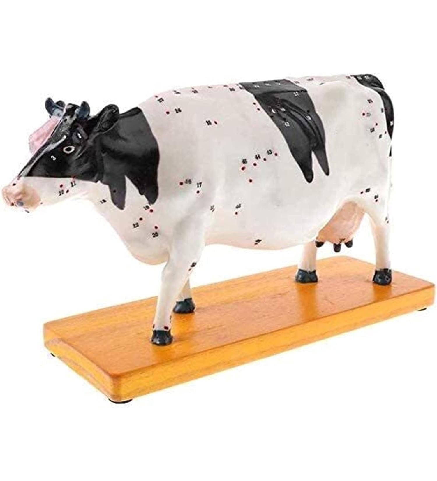 Acupuncture and Moxibustion Model Anatomy Animal Niuniu Diagram Traditional Teaching Organ - Buy Online on SooperMarket.com
