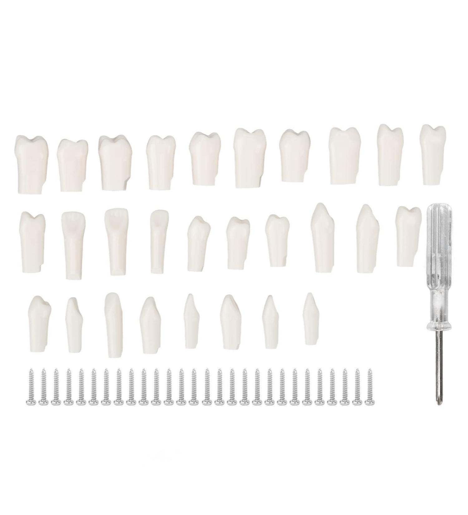DIY Kit for Artificial Teeth - 28-Part Durable Plastic Typodont for Teaching & Study | Removable Design - Buy Online on SooperMarket.com